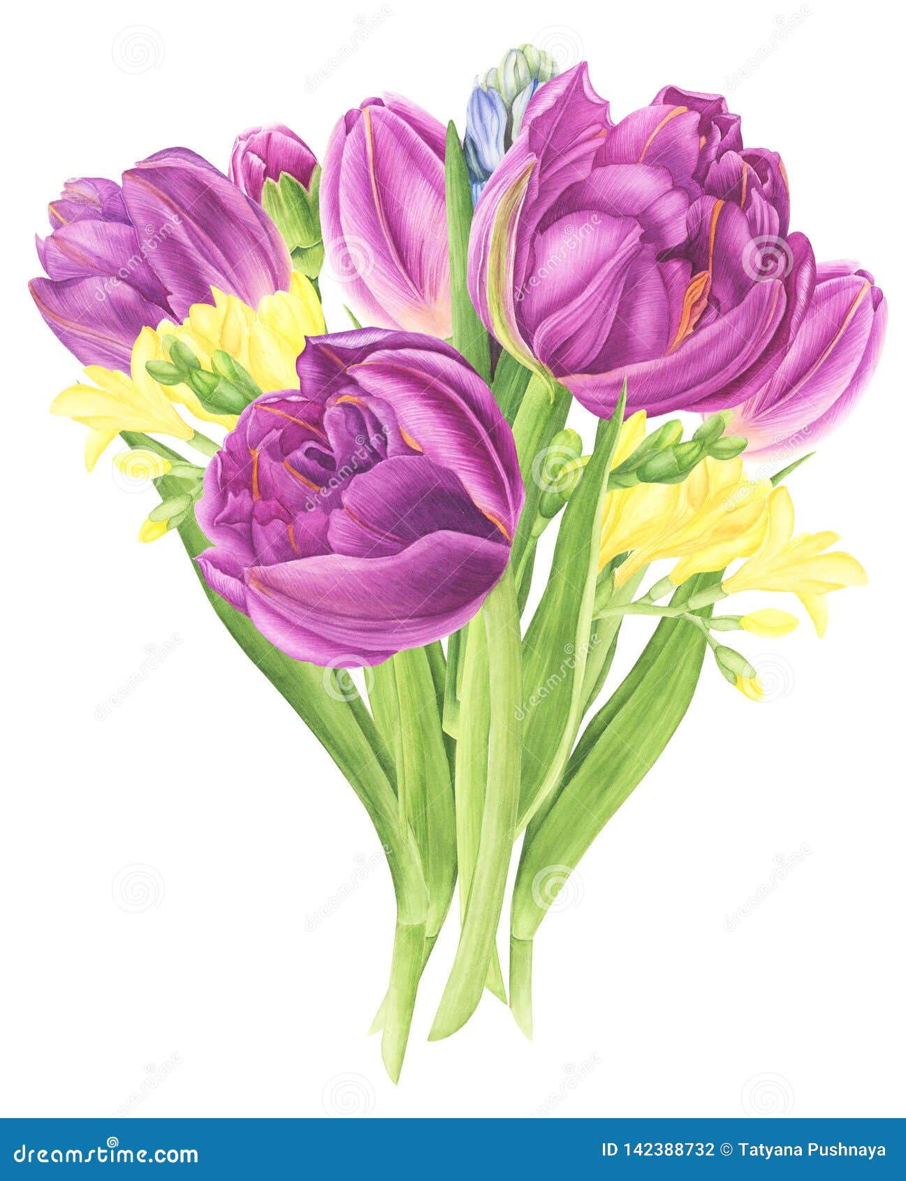 与郁金香 小苍兰和风信花 水彩绘画的花花束库存例证 插画包括有花束 康乃馨 铁线莲属 紫色