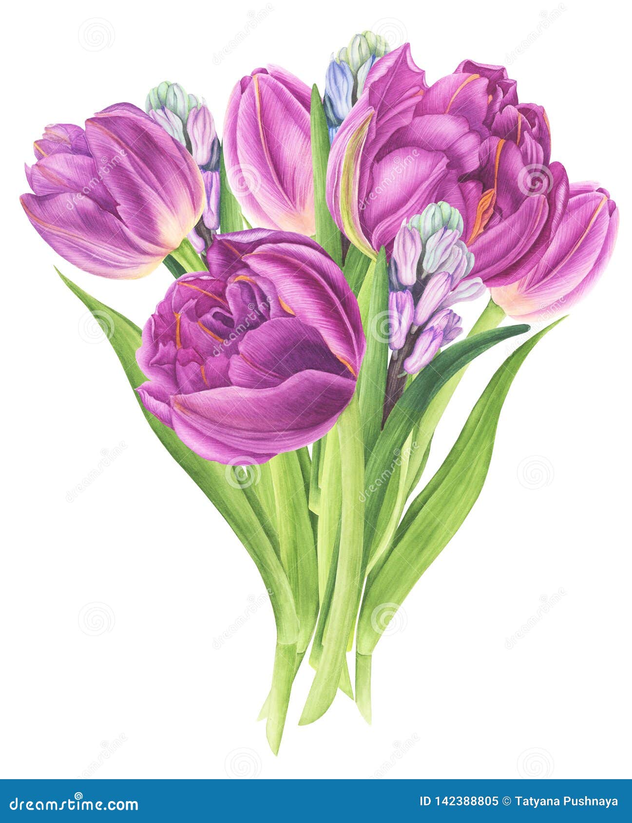 与郁金香和风信花 水彩绘画的花花束库存例证 插画包括有背包 框架 模式 紫色 本质 圈子