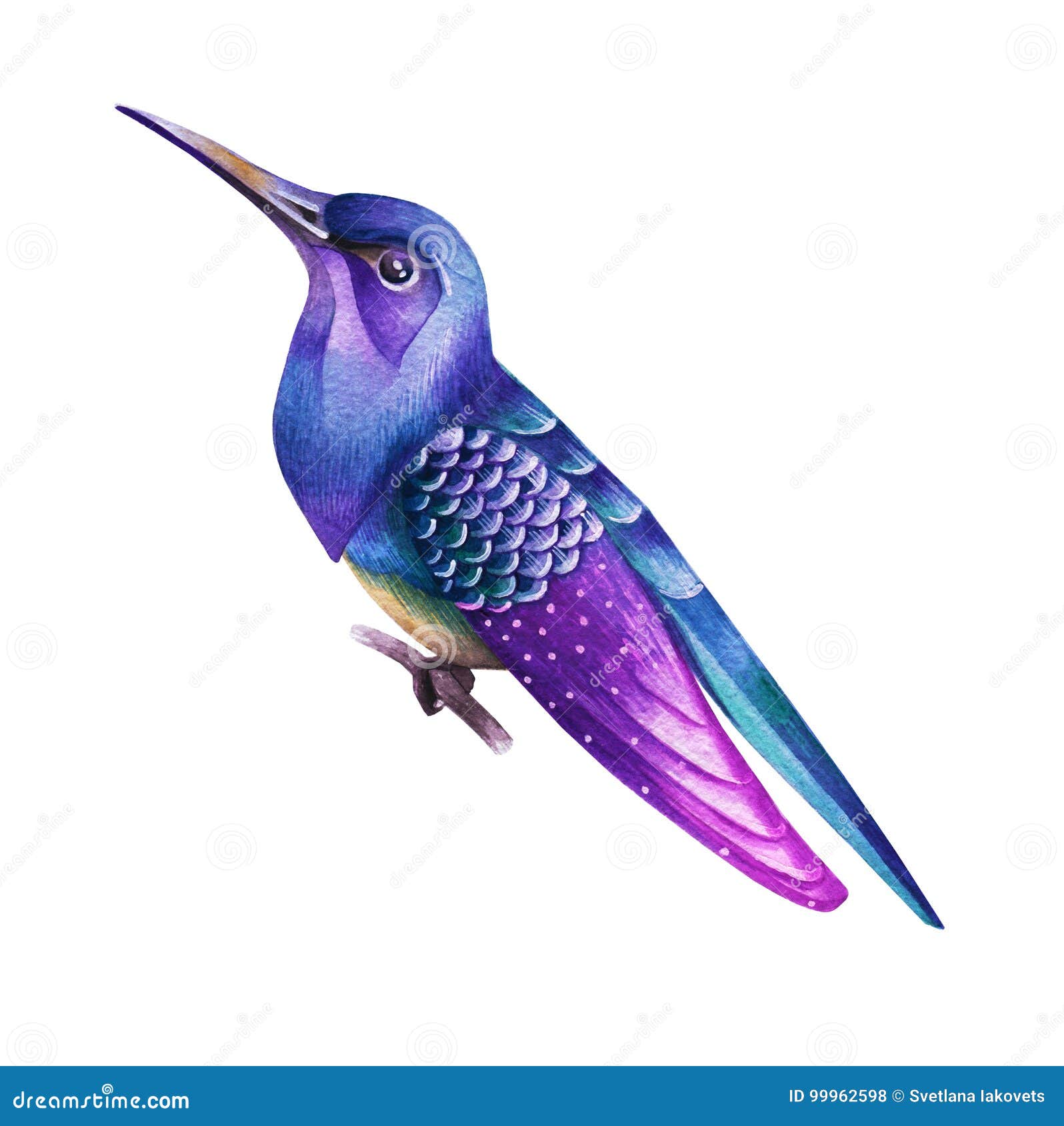 与长的额嘴的一只紫色鸟水彩库存例证 插画包括有烧杯 水彩 长期 紫色 装饰品 树荫 蓝色