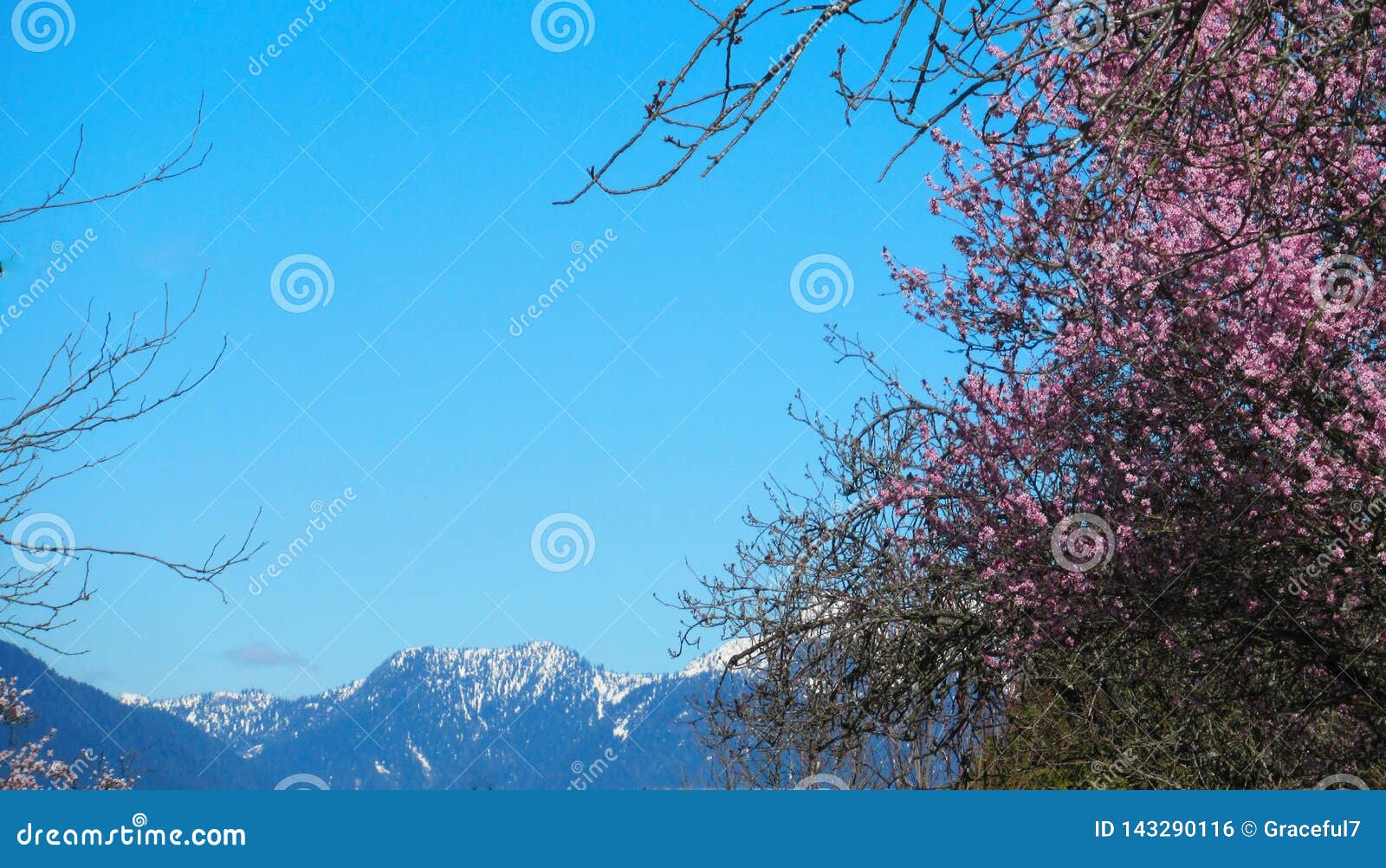 与雪山的樱花花吻合风景在背景中库存照片 图片包括有 与雪山的樱花花吻合风景在背景中库存照片 图片包括有