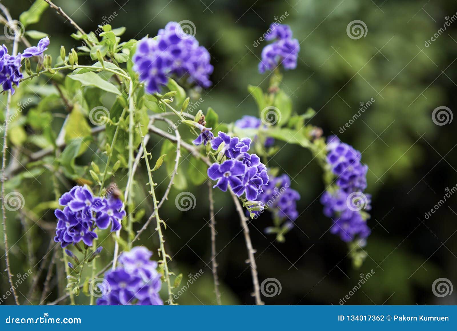 与鲜绿色的叶子的小紫色花库存照片 图片包括有露水 金黄 露珠 花瓣 种类 绽放 庭院