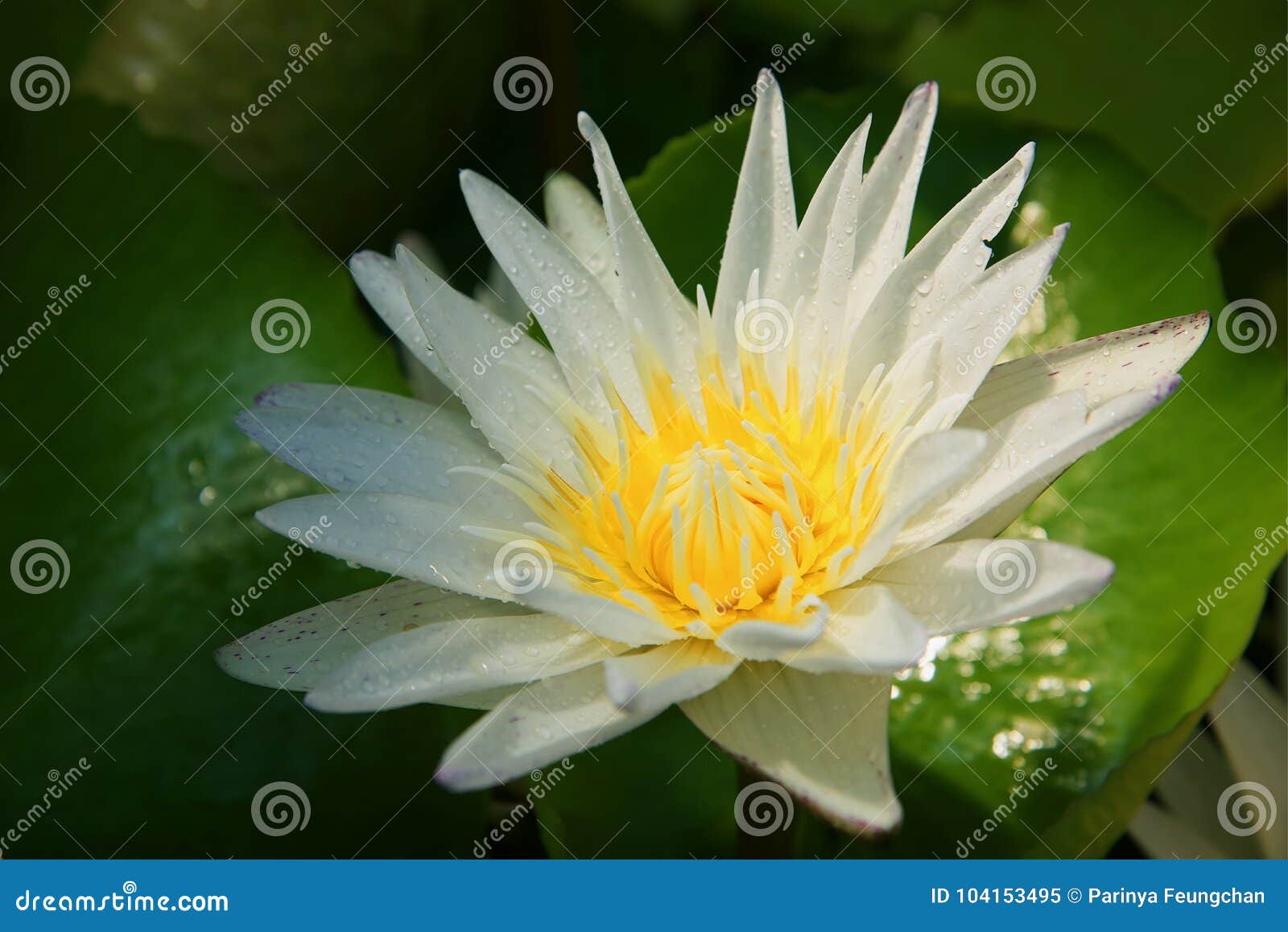 与黄色雄芯花蕊的莲花在池塘库存图片 图片包括有 与黄色雄芯花蕊的莲花在池塘库存图片 图片包括有