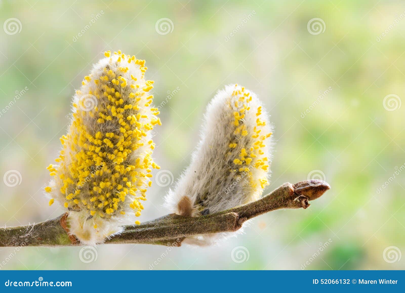 与黄色花粉的褪色柳柔荑花在杨柳分支库存照片 图片包括有