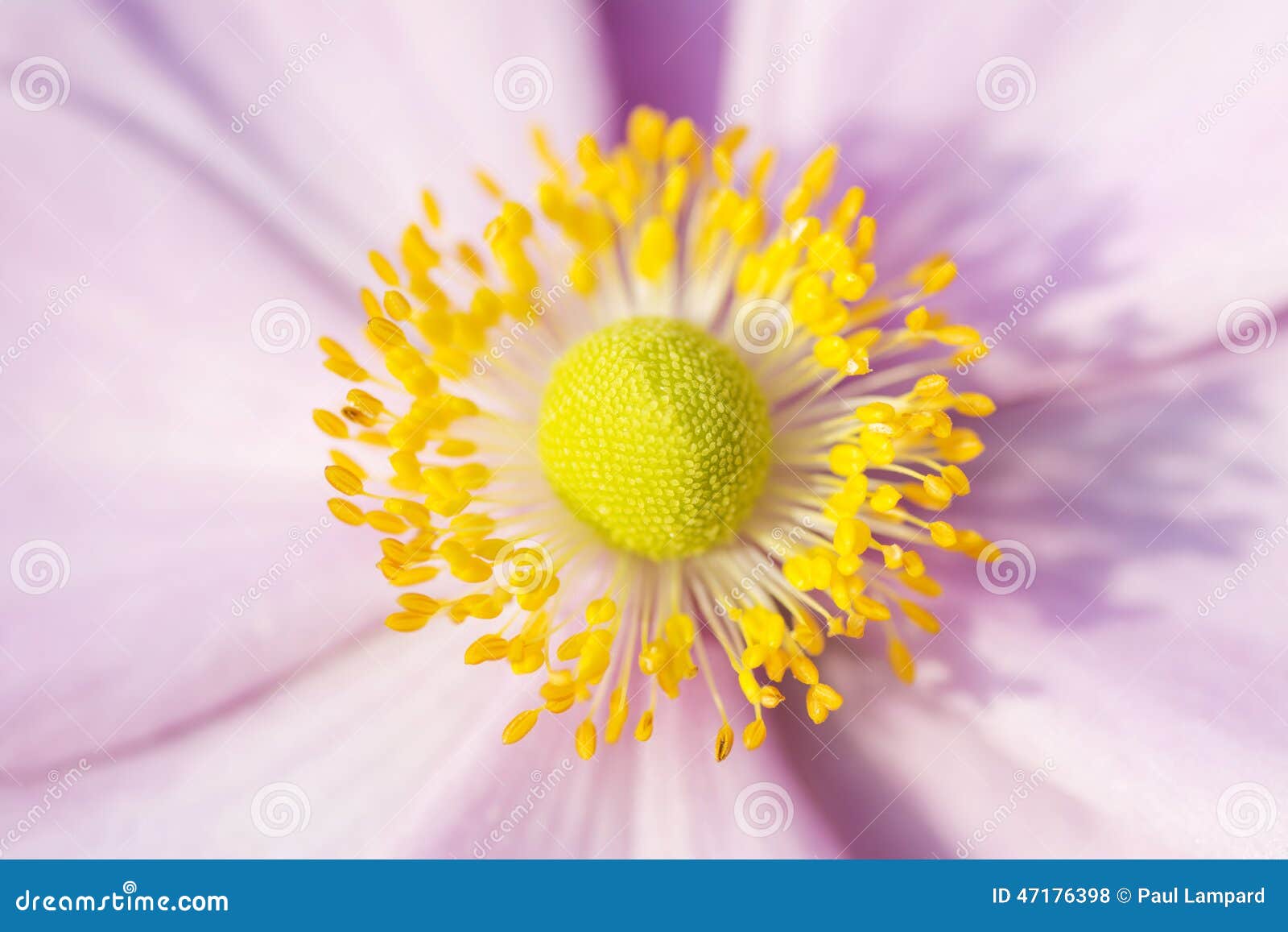 与黄色雄芯花蕊9月魅力的银莲花属桃红色花库存照片 图片包括有增长 魅力 通配 详细资料 开花