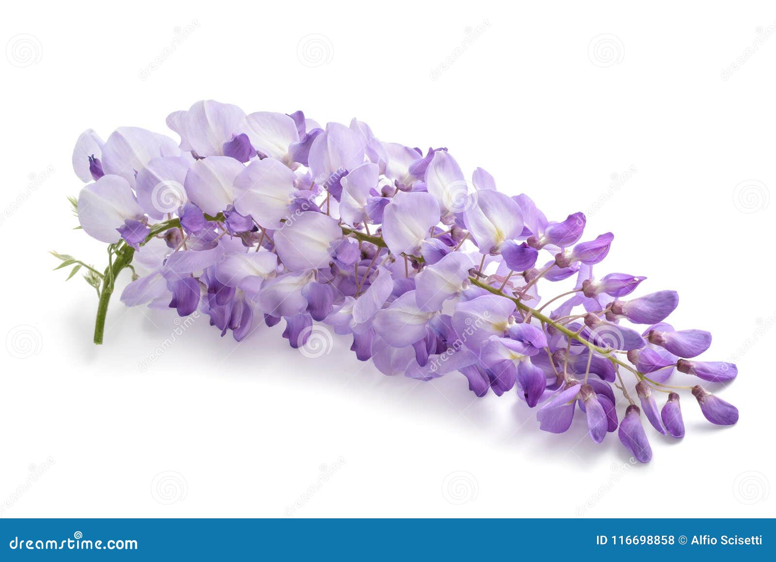 与openning绿色背景的紫藤花库存照片 图片包括有花瓣 春天 花卉 紫色 庭院 结构树 与openning绿色背景的紫藤花库存照片 图片包括有花瓣 春天 花卉 紫色 庭院 结构树