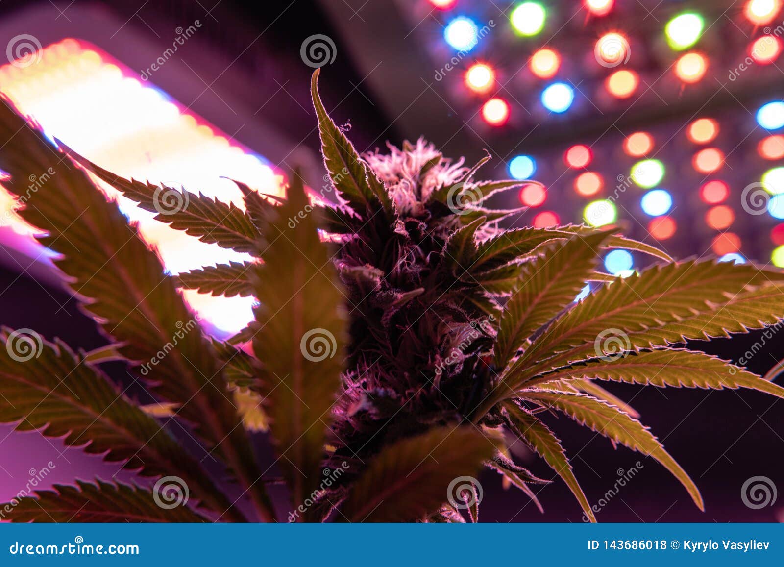 专业的成长光最佳大麻led生长灯库存照片 图片包括有蔬菜 医疗 绿色 杂草 痛苦 生长 专业的成长光最佳大麻led生长灯库存照片 图片包括有蔬菜 医疗 绿色 杂草 痛苦 生长