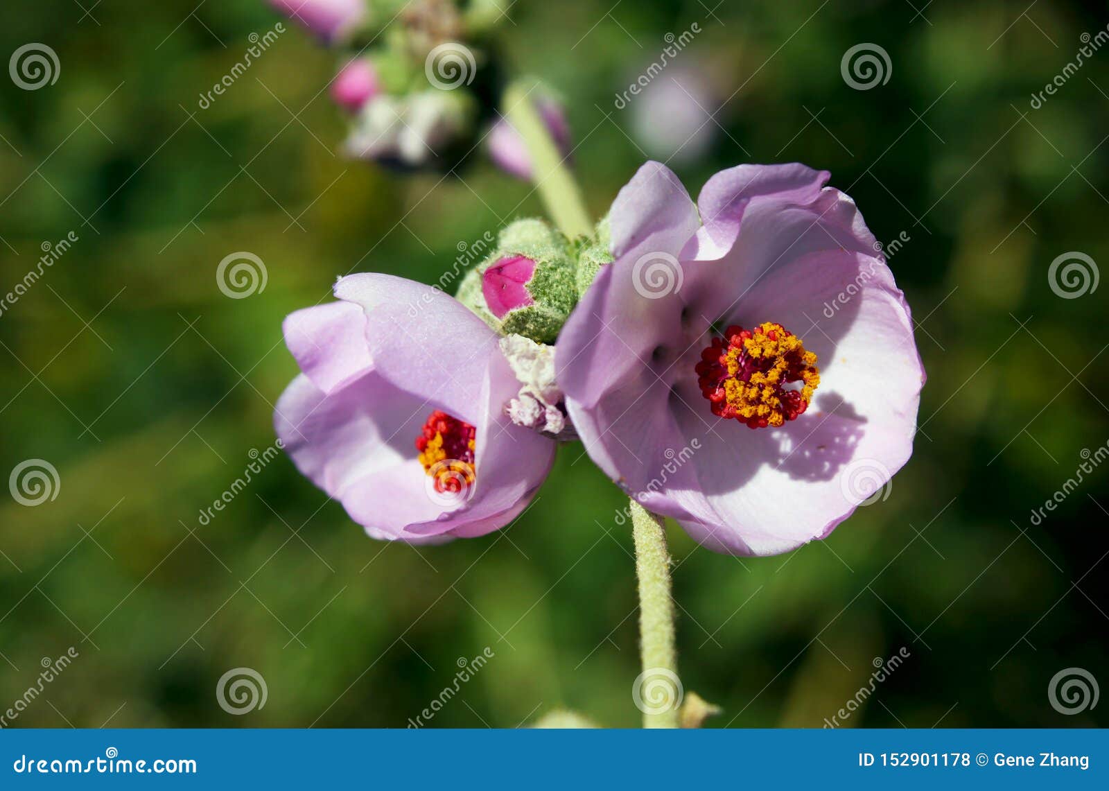 丛林冬葵或门多西诺bushmallow 库存照片 图片包括有门多西诺 种类 找到 系列 名字