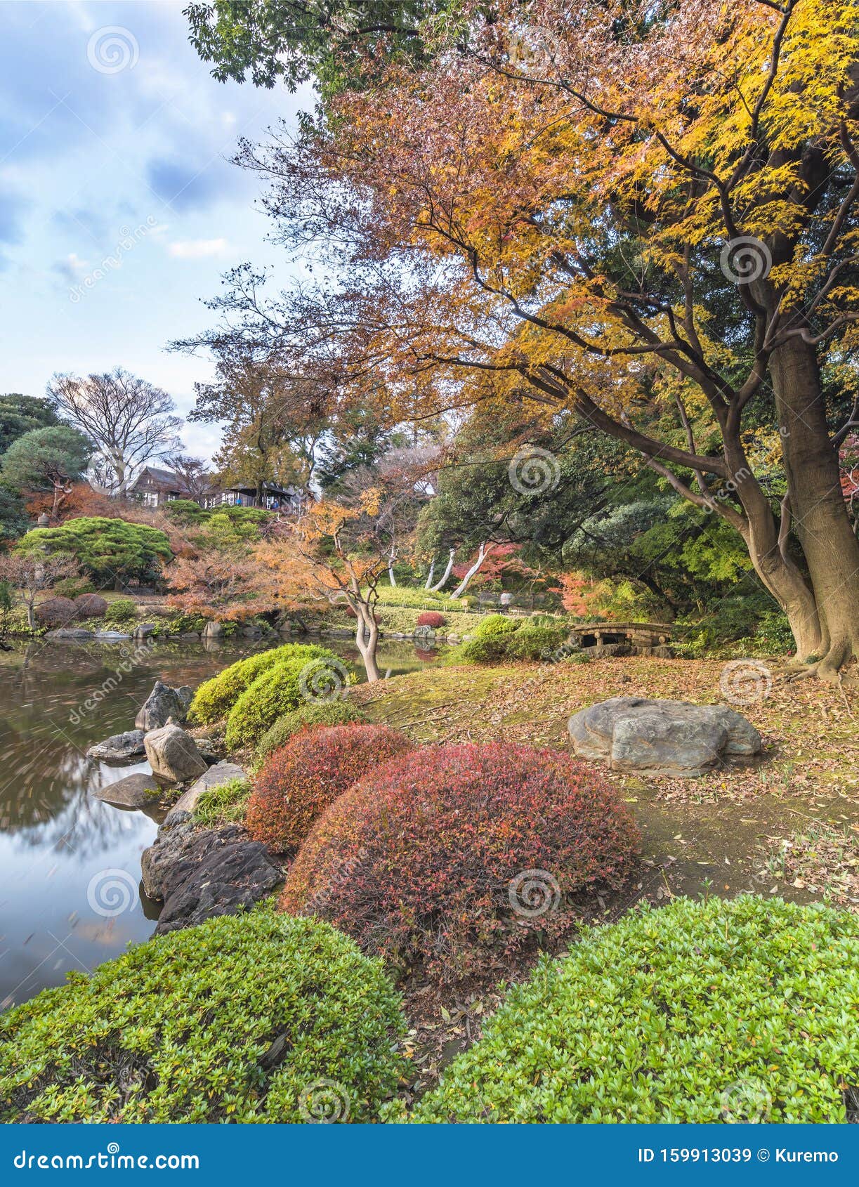 东京都公园古川日式花园的新池 秋天可以俯瞰红枫桃枝叶库存图片 图片包括有天空 日语 水平 本质