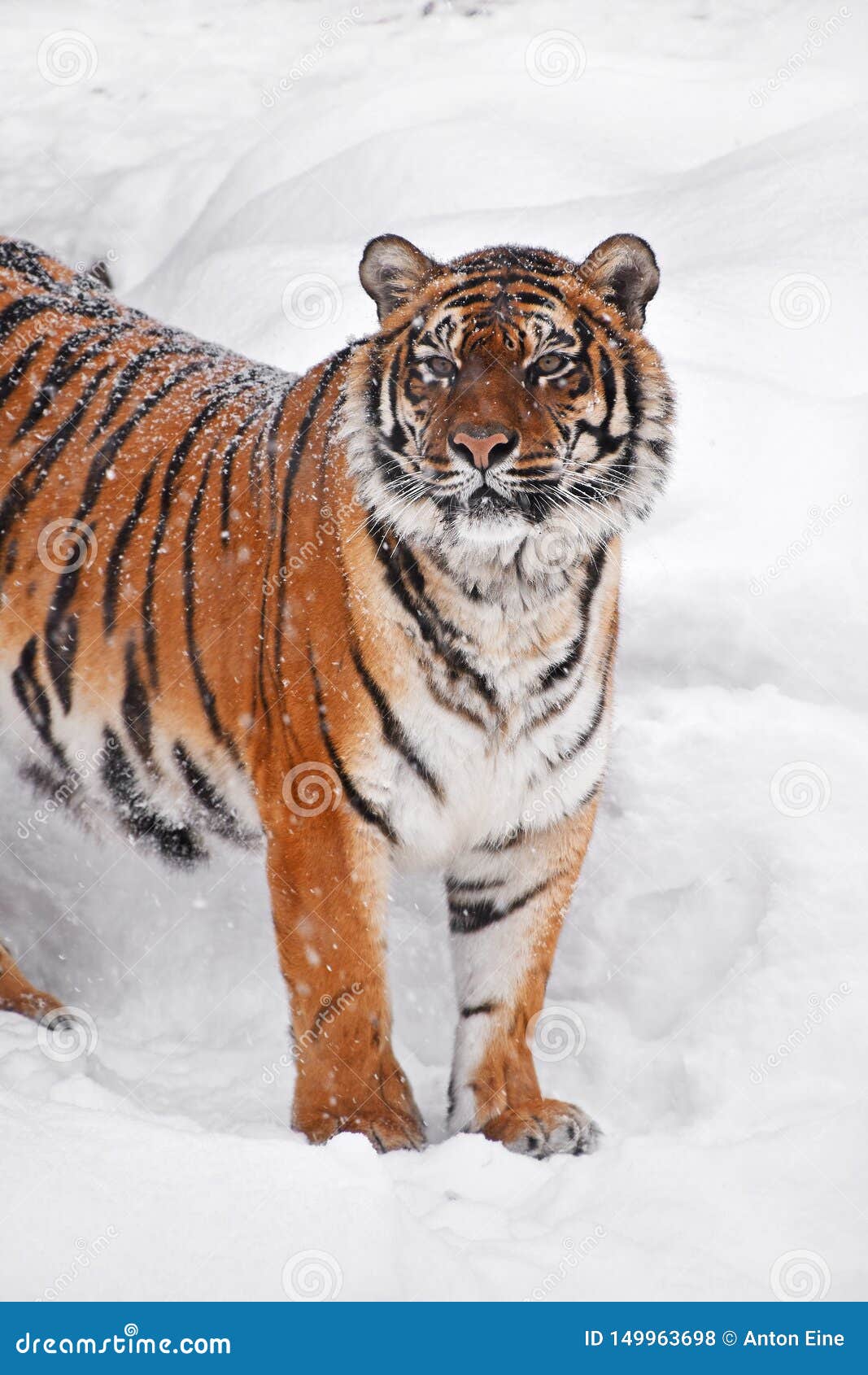 东北虎接近的画象在冬天雪的库存照片 图片包括有东北虎接近的画象在冬天雪的 东北虎接近的画象在冬天雪的库存照片 图片包括有东北虎接近的画象在冬天雪的