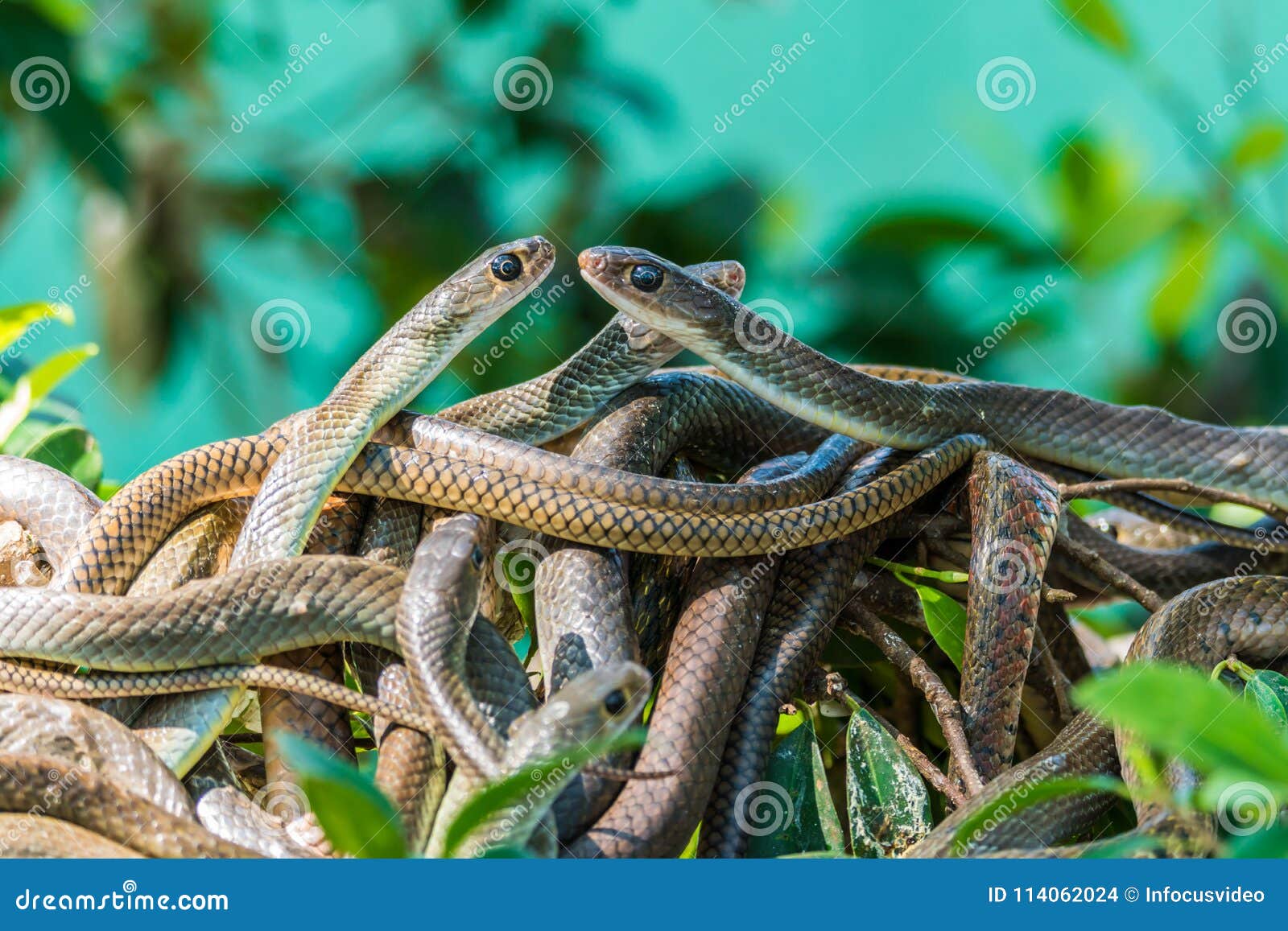 东方吃鼠的蛇库存照片 图片包括有东方吃鼠的蛇 114062024