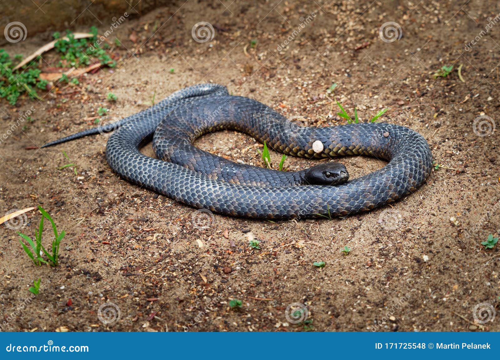 东方棕蛇 又称普通棕蛇 是老蛇科的毒蛇库存照片 图片包括有东方棕蛇 又称普通棕蛇 是老蛇科的毒蛇