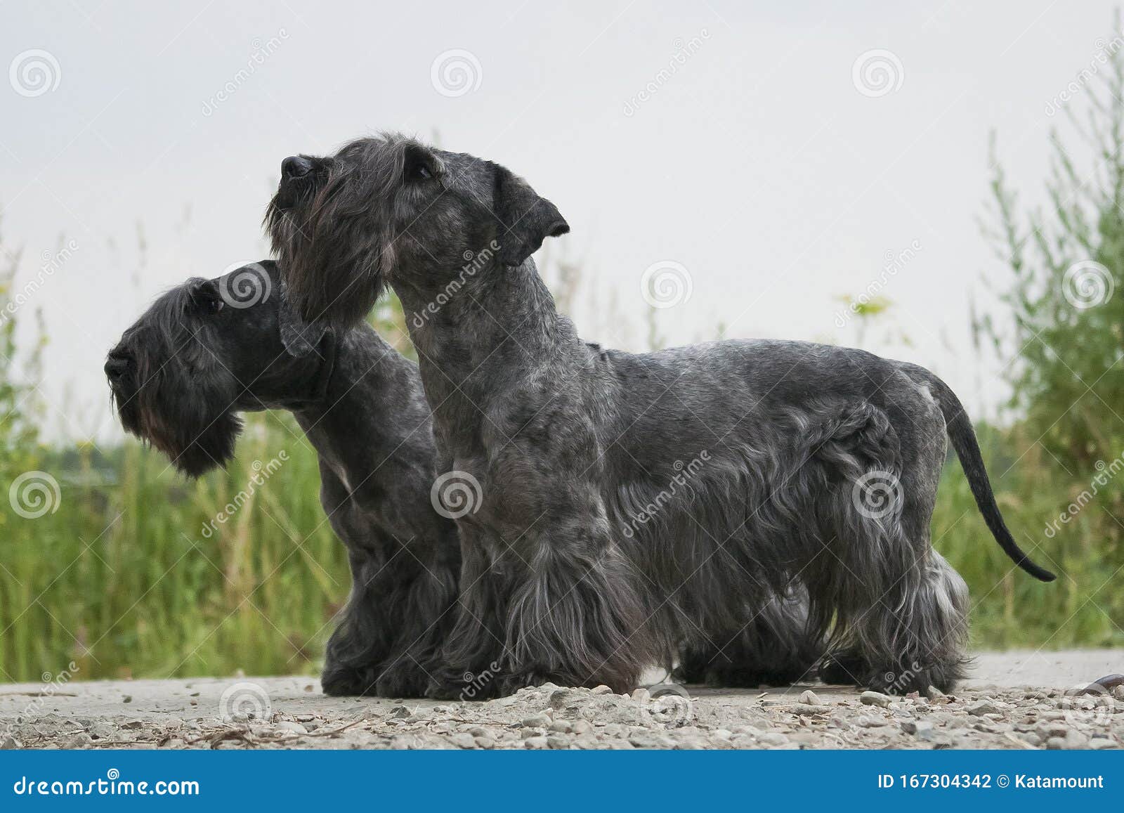 两只深灰色捷克梗犬库存照片 图片包括有宠物 朋友 家谱 敬慕 捷克语 查找 理发 忠实 两只深灰色捷克梗犬库存照片 图片包括有宠物 朋友 家谱 敬慕 捷克语 查找 理发 忠实