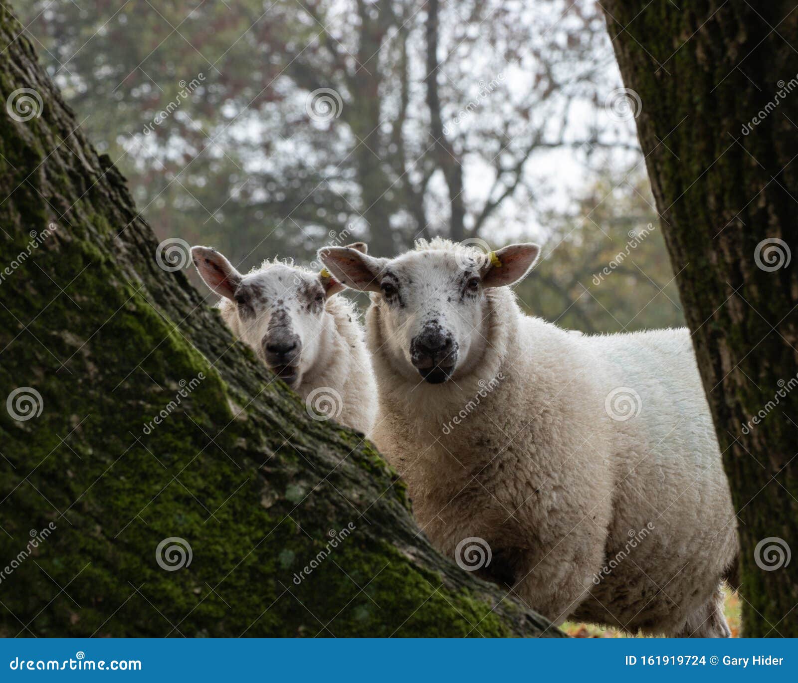 两只白脸羊从树上俯视库存照片 图片包括有空白 面对 哺乳动物 种田 好奇地 羊皮 好奇