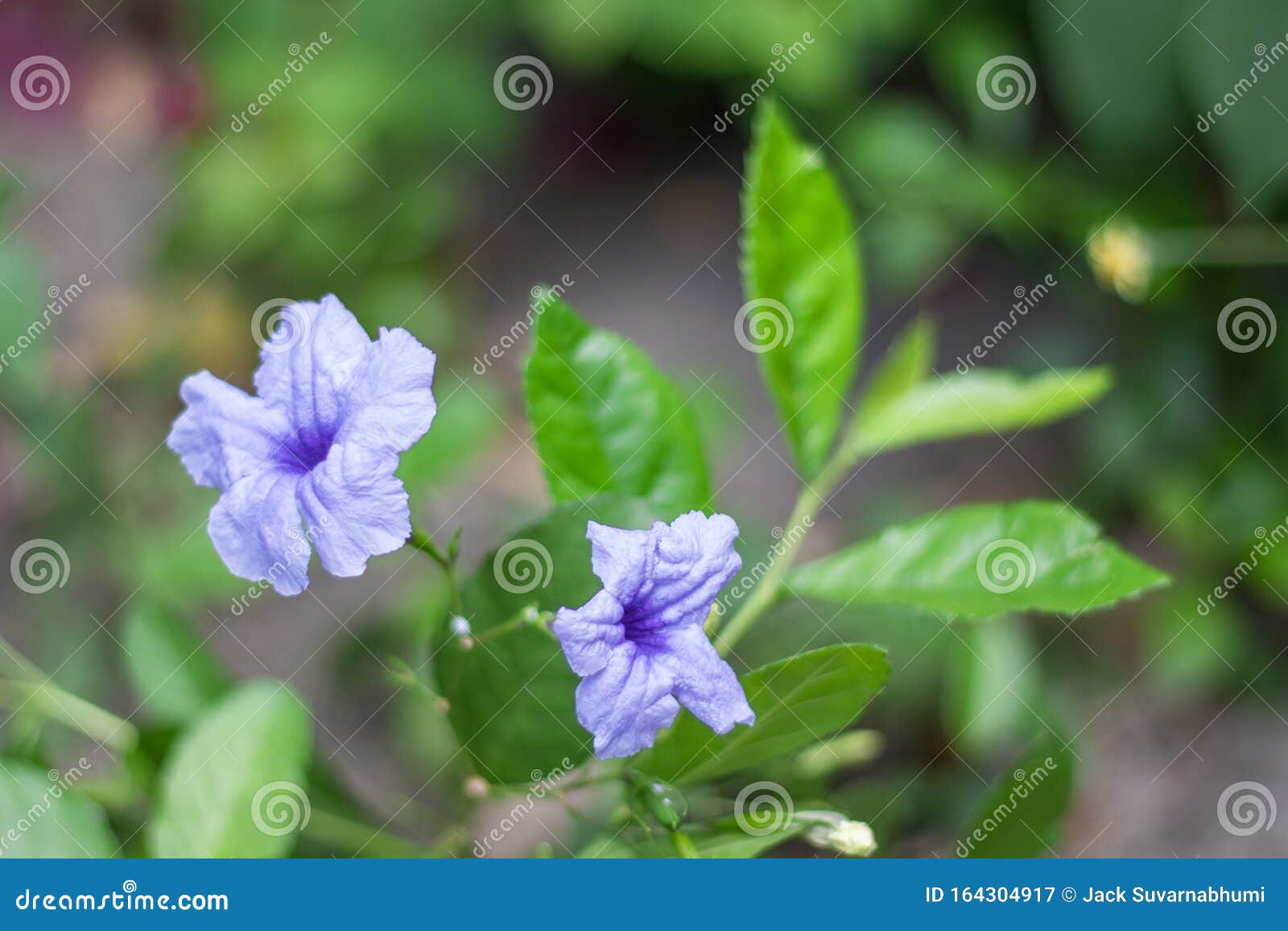 两朵紫色的花开得很漂亮库存图片 图片包括有两朵紫色的花开得很漂亮