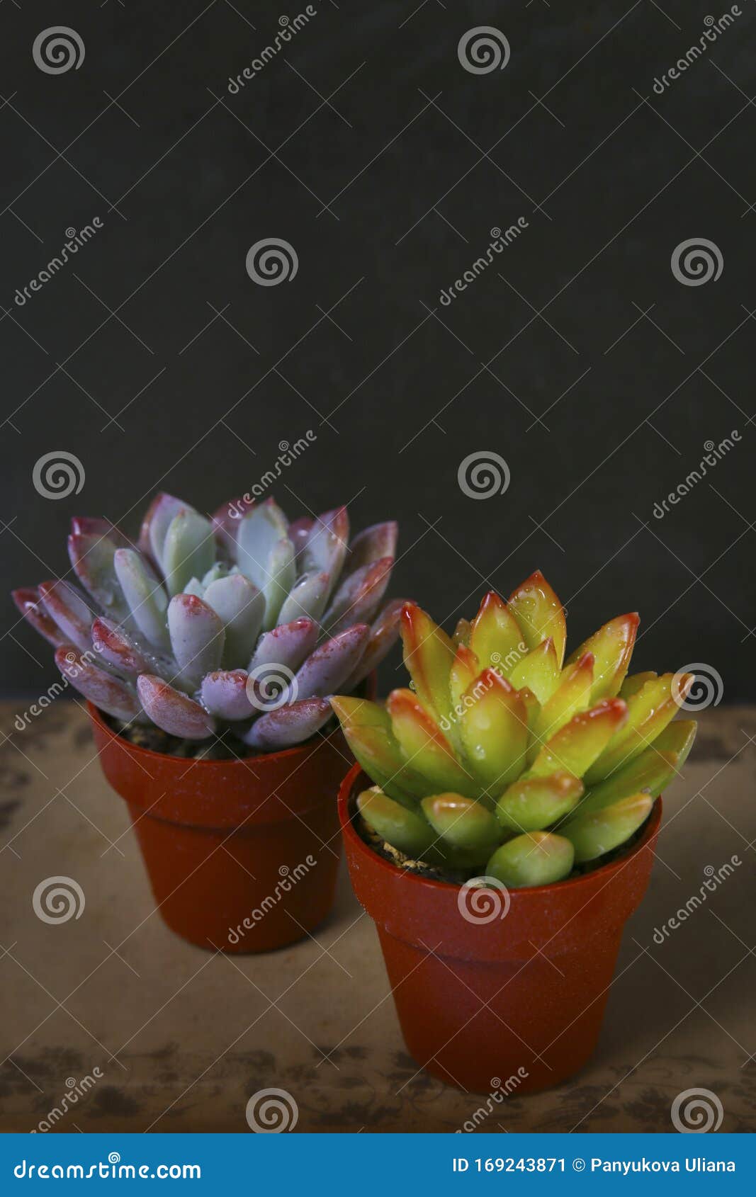 两种景天多肉植物室内园库存图片 图片包括有空白 多年生植物 庭院 异乎寻常 室内植物 两种景天多肉植物室内园库存图片 图片包括有空白 多年生植物 庭院 异乎寻常 室内植物