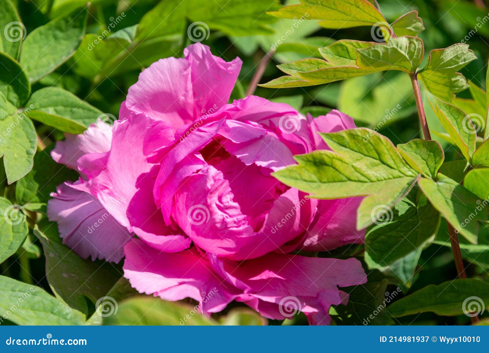 中国牡丹chinese Peony Stock Image Image Of Jade Andr花色泽艳丽玉笑珠香风流潇洒富丽堂皇素有花 中之王的美誉牡丹花大而香故又有国色天香之称牡丹被评为中国十大名花之二是中国特有的木本名贵花卉nchinese 中国牡丹chinese Peony Stock Image Image Of Jade Andr花色泽艳丽玉笑珠香风流潇洒富丽堂皇素有花 中之王的美誉牡丹花大而香故又有国色天香之称牡丹被评为中国十大名花之二是中国特有的木本名贵花卉nchinese