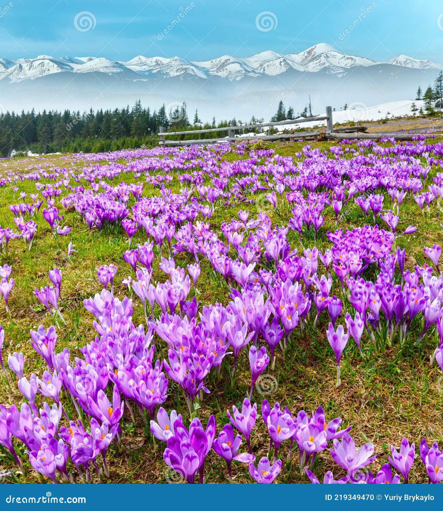 乌克兰春色喀尔巴阡高原山谷上彩艳绽放的紫金红花库存照片 图片包括有小山 番红花 草甸 五颜六色
