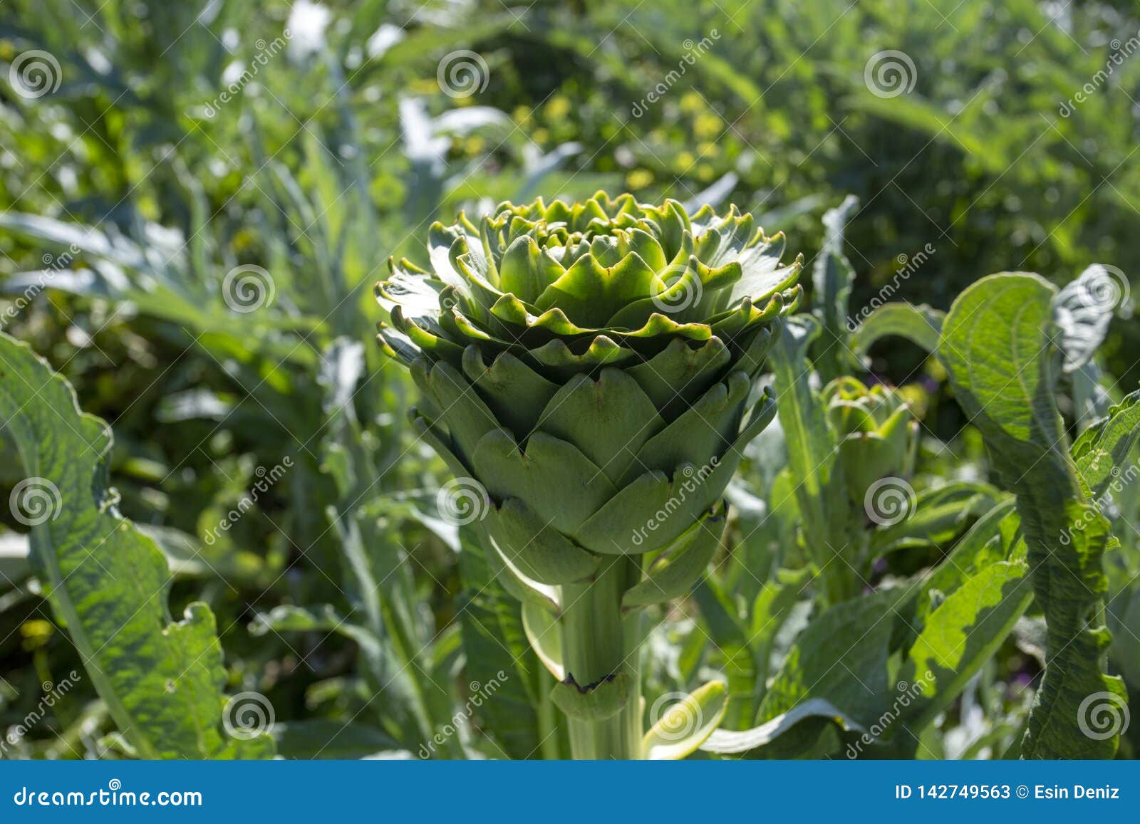 洋蓟田菜园栽培菊芋乌尔拉 伊兹密尔 土耳其库存图片 图片包括有