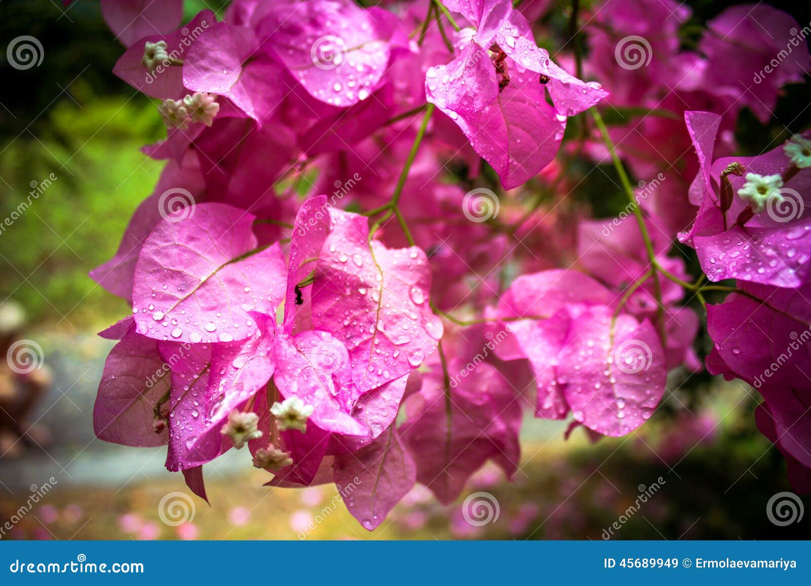 九重葛花在庭院 泰国里库存图片 图片包括有花卉 粉红色 灌木 关闭 增长 一堆 颜色