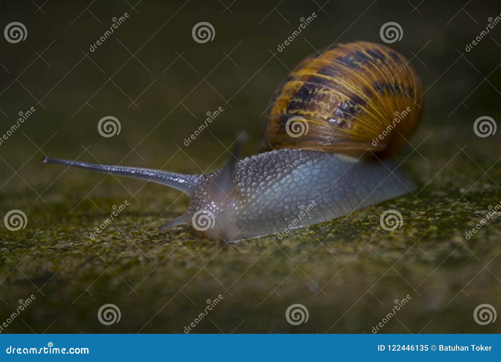 也螺旋pomatia罗马蜗牛 伯根地蜗牛 食用蜗牛或escargot 是大 可食 自呼吸蜗牛的种类库存图片 图片包括有室外 森林