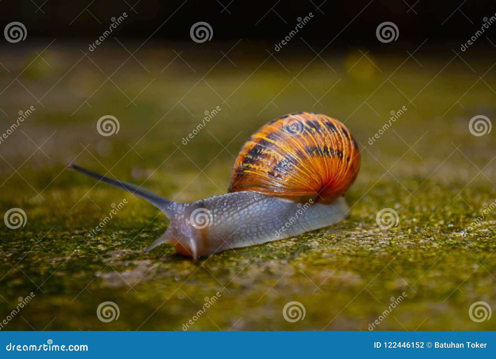 也螺旋pomatia罗马蜗牛 伯根地蜗牛 食用蜗牛或escargot 是大 可食 自呼吸蜗牛的种类库存照片 图片包括有软体动物 五颜六色