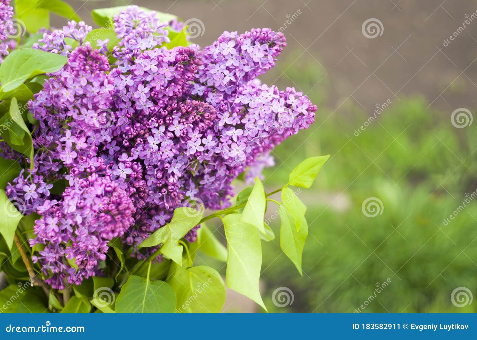 五月丁香库存图片 图片包括有许多 花卉 灌木 艺术性 叶子 开花的 从事园艺 日历