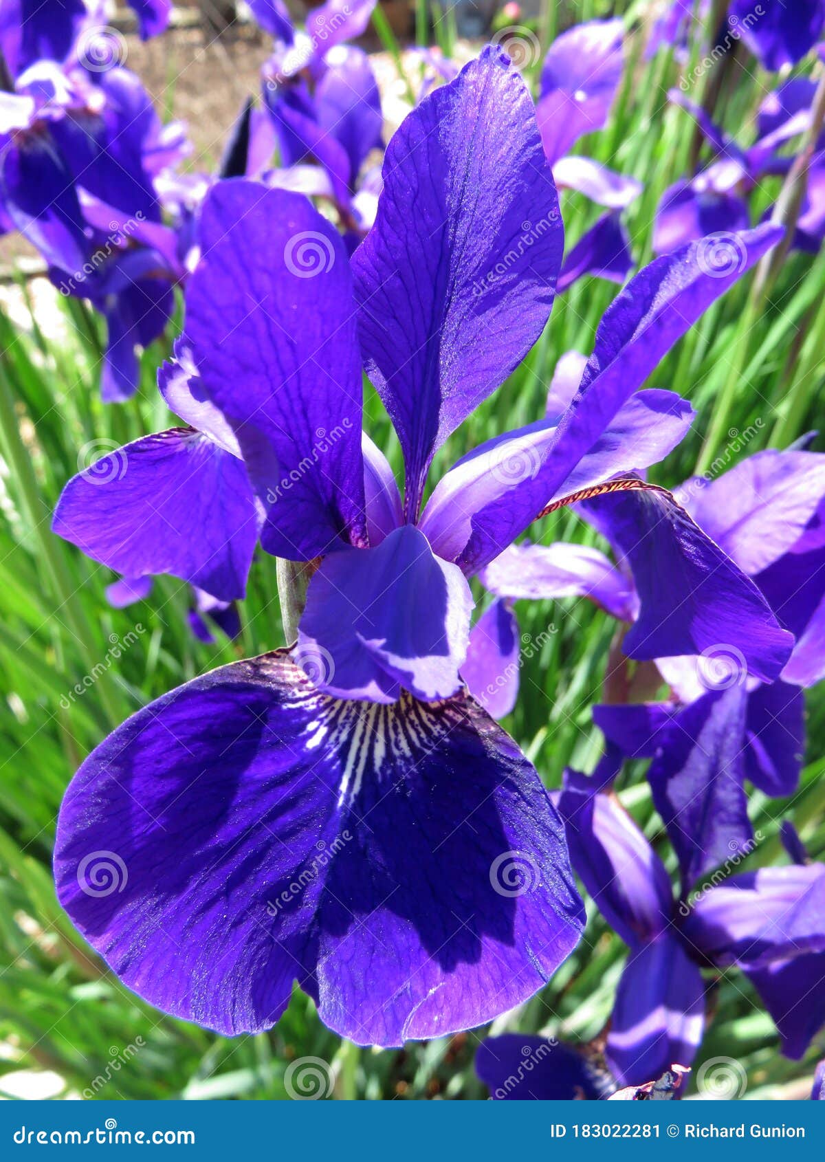 五月艳紫鸢库存图片 图片包括有绿色 庭院 花瓣 虹膜 紫色 充满活力 开花 春天