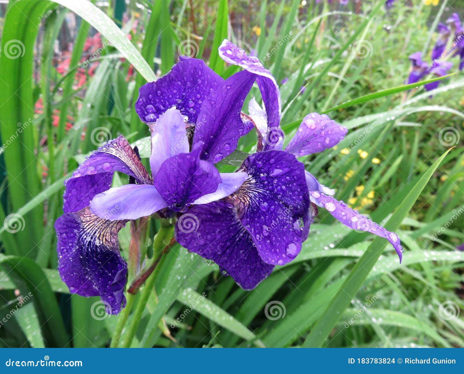 五月雨中的紫鸢尾花库存照片 图片包括有紫色 可以 开花 本质 春天 绿色 庭院 花瓣 174