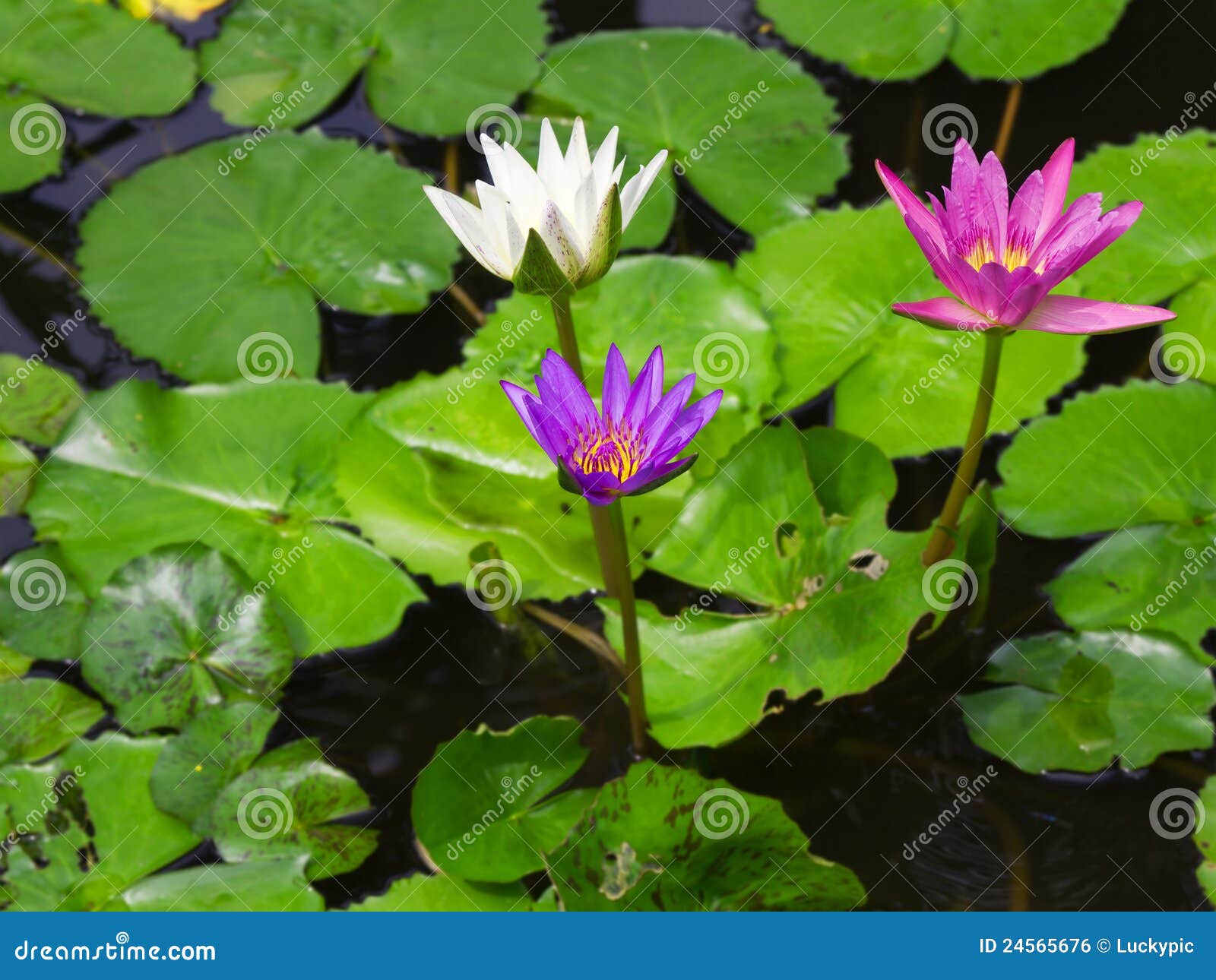 五颜六色的三荷花莲花库存照片 图片包括有花瓣 绽放 池塘 环境 本质 百合 开花 莲花