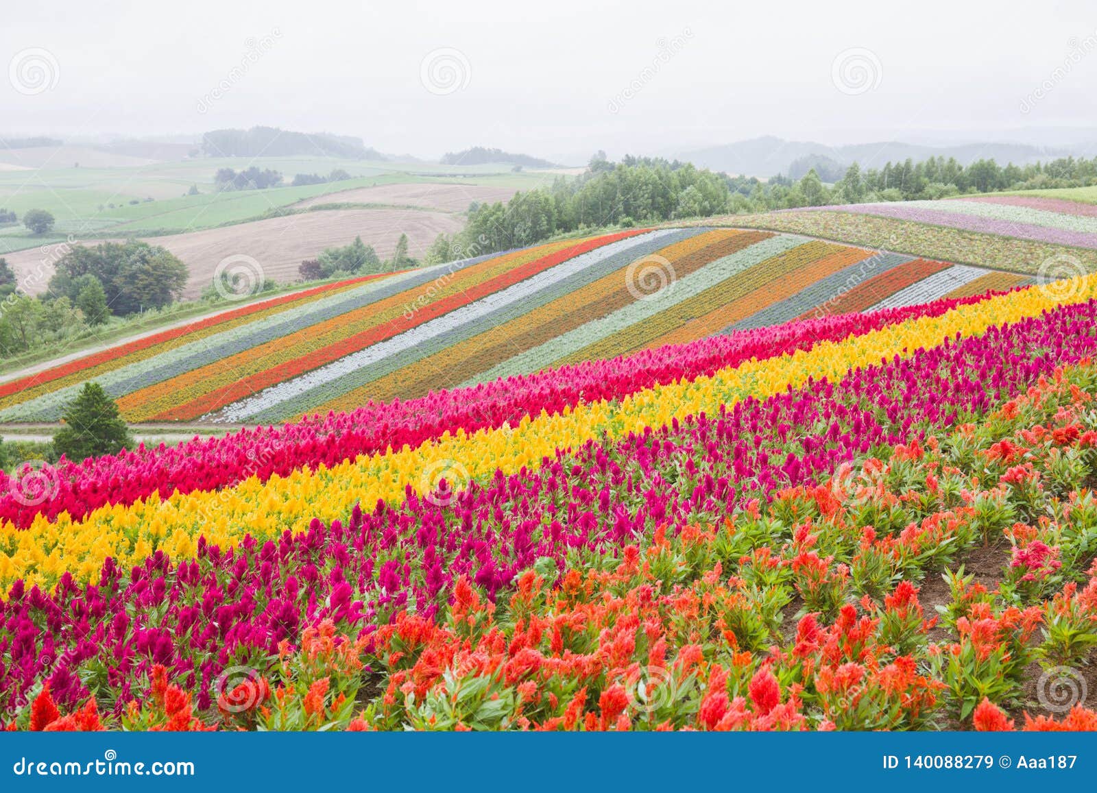 五颜六色的花床在夏天富良野市 北海道 日本库存图片 图片包括有蓝色 绿色 五颜六色 背包