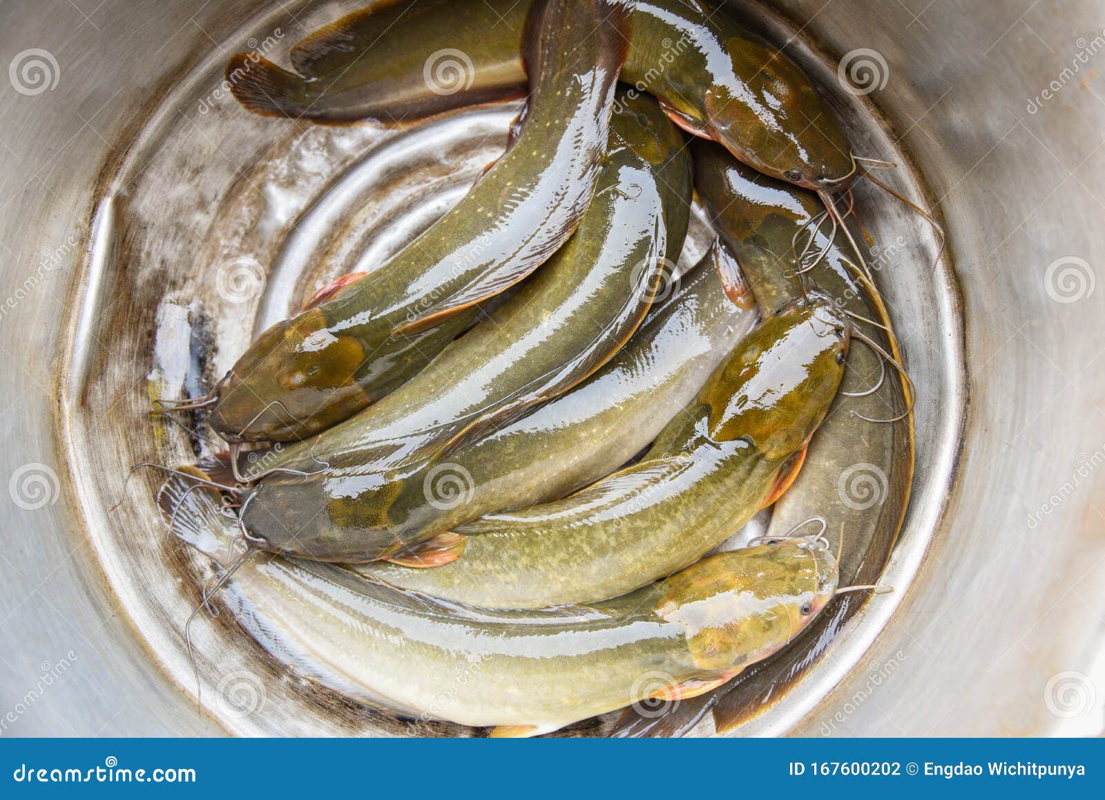 亚洲鲜生鲶鱼河鱼鲜食鱼鱼鱼鱼库存照片 图片包括有飞翅 潜水 聚会所 鲶鱼 海运 淡水 亚洲鲜生鲶鱼河鱼鲜食鱼鱼鱼鱼库存照片 图片包括有飞翅 潜水 聚会所 鲶鱼 海运 淡水