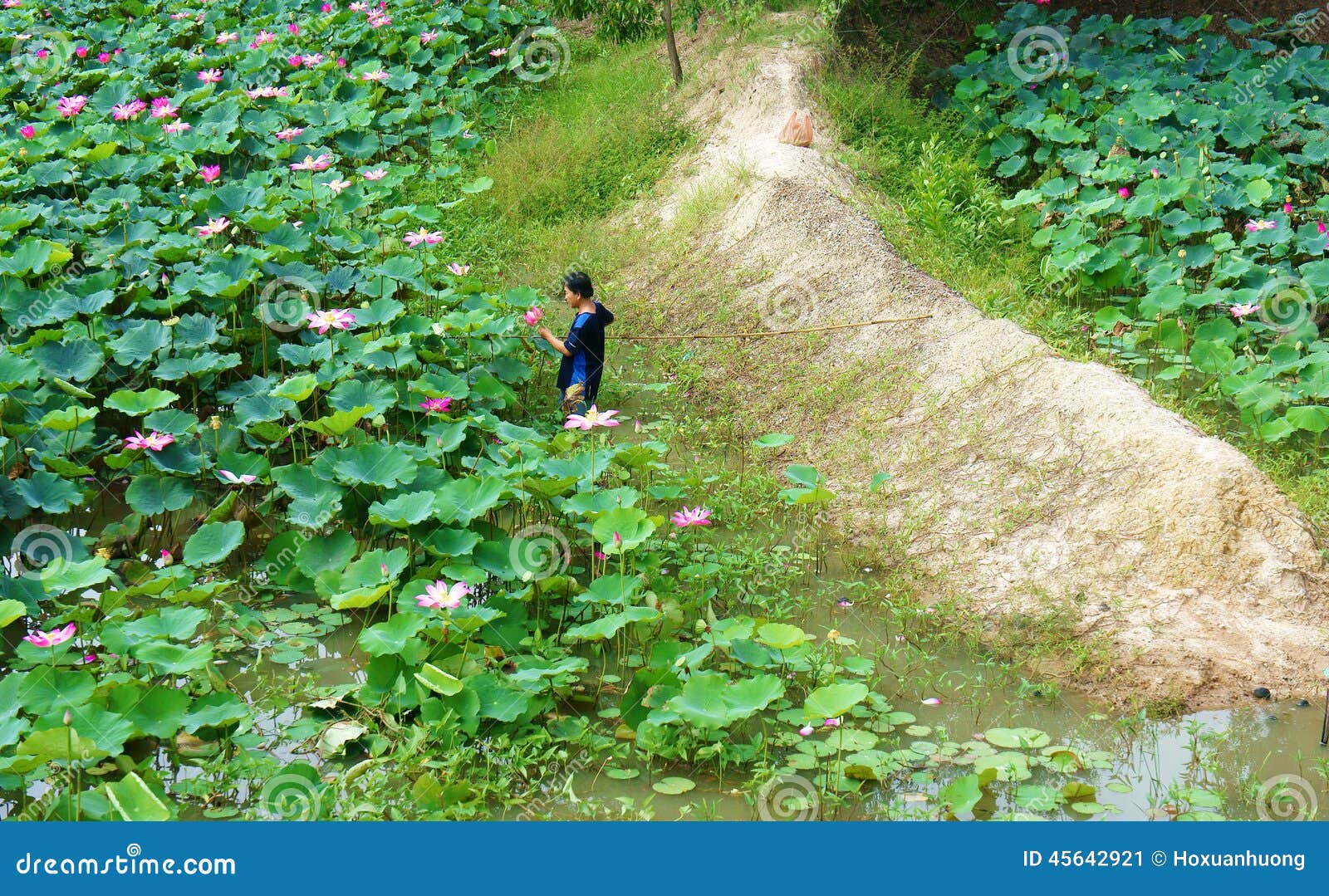 亚洲农夫采摘莲花 植物群池塘编辑类照片 图片包括有玻色子 叶子 聚会所 一个 挑库 绿色