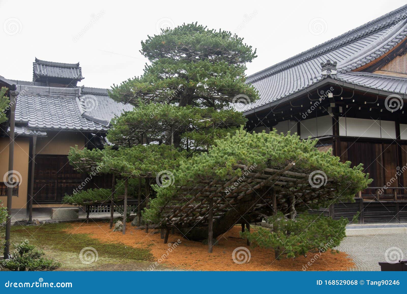京都金阁寺六松松树编辑类库存照片 图片包括有金黄 日本 结构树 寺庙 横向 京都 绿色 京都金阁寺六松松树编辑类库存照片 图片包括有金黄 日本 结构树 寺庙 横向 京都 绿色