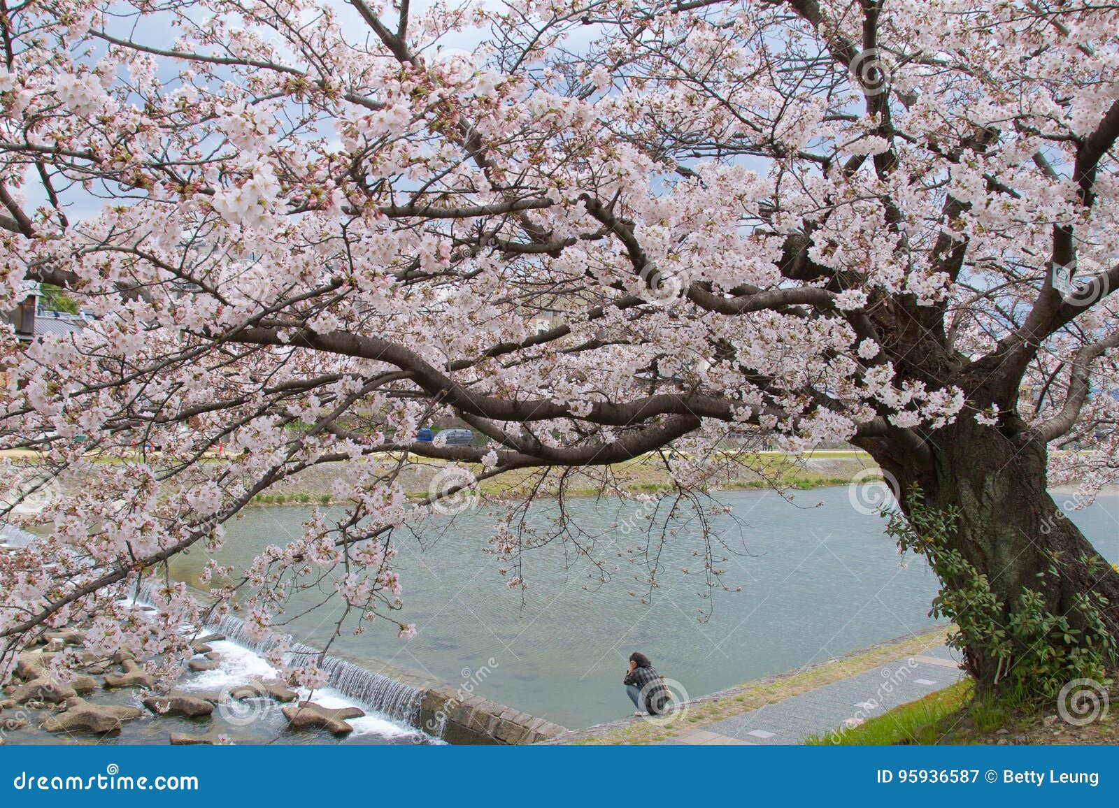 京都 日本 17年5月 在京都 17年5月的日本供以人员基于与樱花树的kamo河岸图库摄影片 图片包括有天空 粉红色 京都 日本 17年5月 在京都 17年5月的日本供以人员基于与樱花树的kamo河岸图库摄影片 图片包括有天空 粉红色
