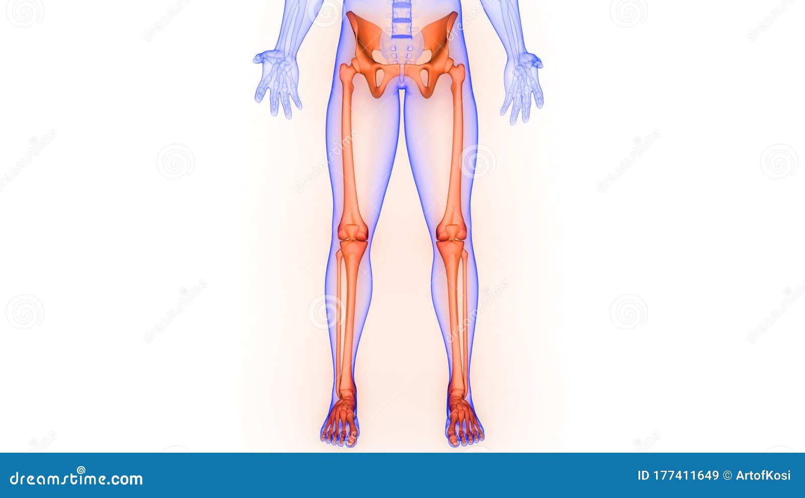 人体下肢骨关节的骨骼系统解剖学研究库存例证 插画包括有爱好健美者 肱骨 手肘 骨头的 英尺 人体下肢骨关节的骨骼系统解剖学研究库存例证 插画包括有爱好健美者 肱骨 手肘 骨头的 英尺