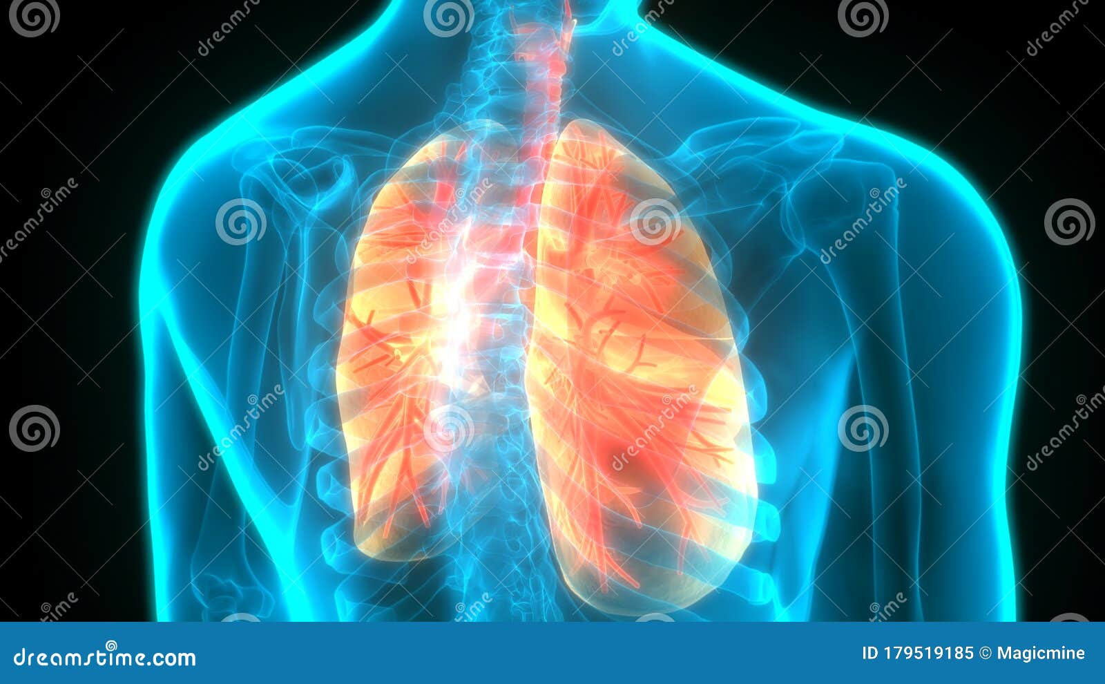 人体内脏呼吸系统肺解剖学库存例证 插画包括有齿龈音 抽象 图象 人力 例证 气肿 传记 人体内脏呼吸系统肺解剖学库存例证 插画包括有齿龈音 抽象 图象 人力 例证 气肿 传记