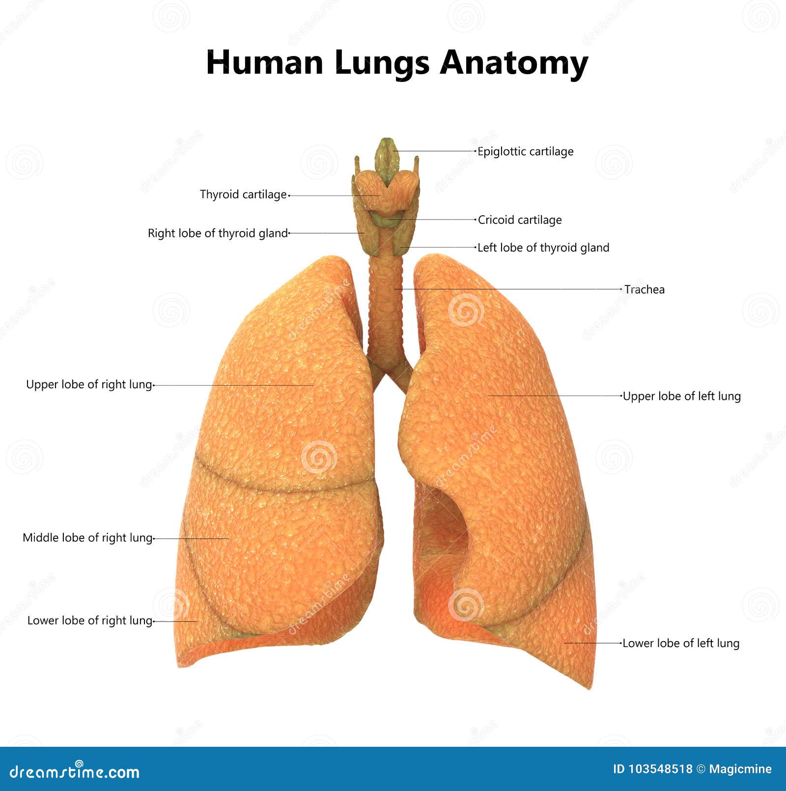 人体器官与详细的标签的肺解剖学库存例证 插画包括有成人 系统 医学 传记 器官 痛苦 人体器官与详细的标签的肺解剖学库存例证 插画包括有成人 系统 医学 传记 器官 痛苦