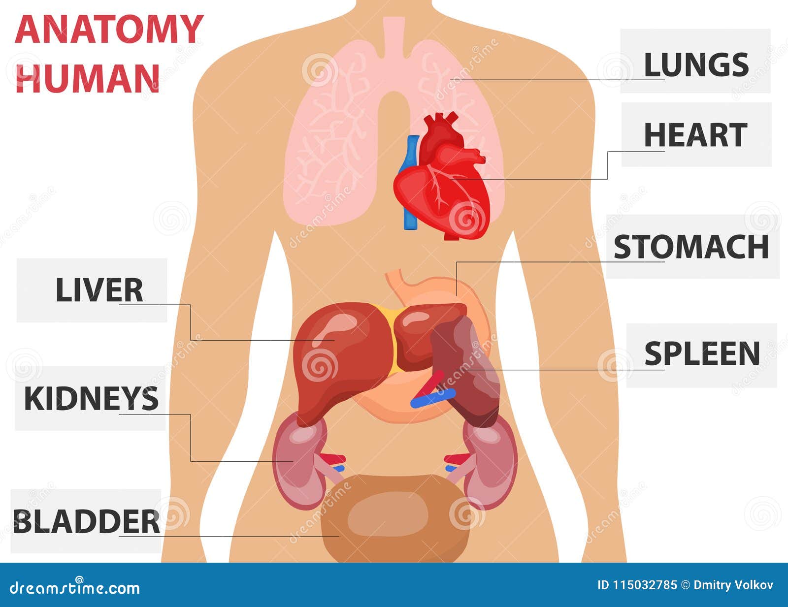 人体器官 人体器官的安置在身体的人的解剖学库存例证 插画包括有