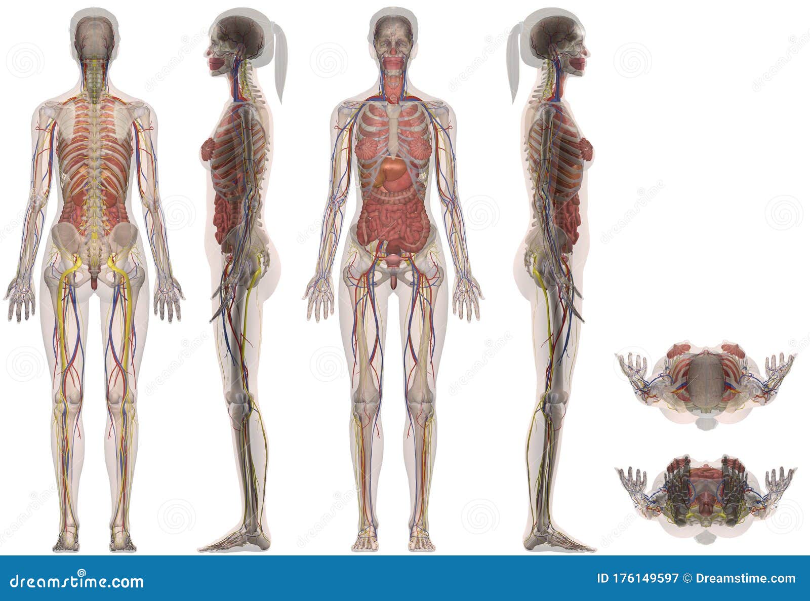 人体女性解剖学多视角库存图片 插画包括有例证 人力 重点 循环 多个 通道 女主持人