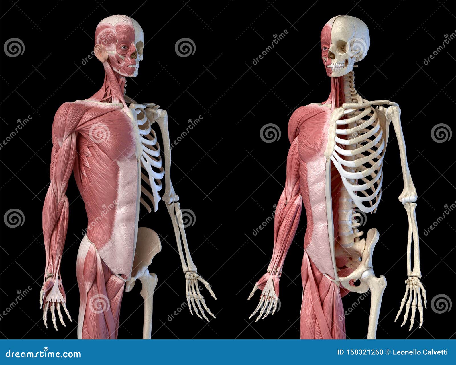 人体男性解剖学 3 4的肌肉和骨骼系统 前两个正面视角库存例证 插画包括有
