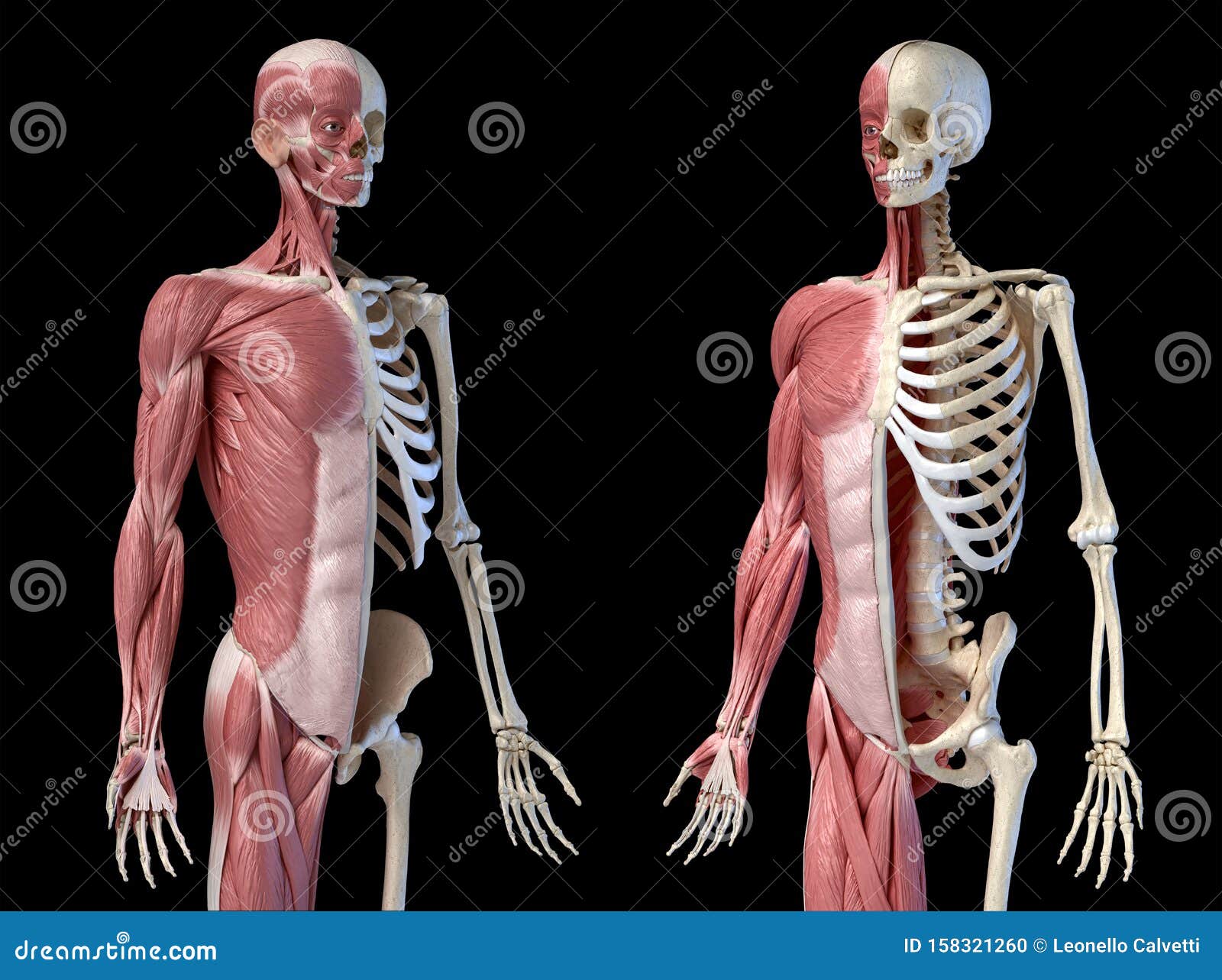 人体男性解剖学 3 4的肌肉和骨骼系统 前两个正面视角库存例证 插画包括有 人体男性解剖学 3 4的肌肉和骨骼系统 前两个正面视角库存例证 插画包括有