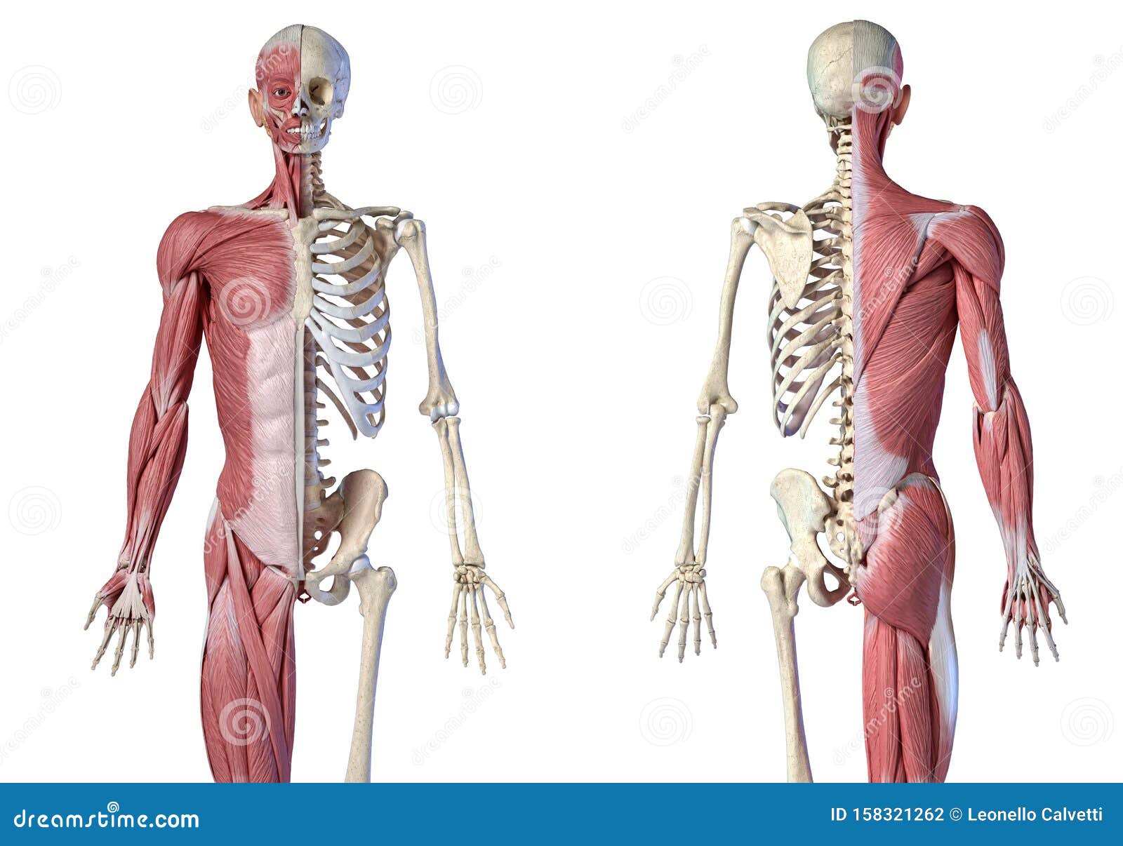 人体男性解剖学 3 4的肌肉和骨骼系统 前后视图库存例证 插画包括有本垒打 女主持人 切掉 人体男性解剖学 3 4的肌肉和骨骼系统 前后视图库存例证 插画包括有本垒打 女主持人 切掉