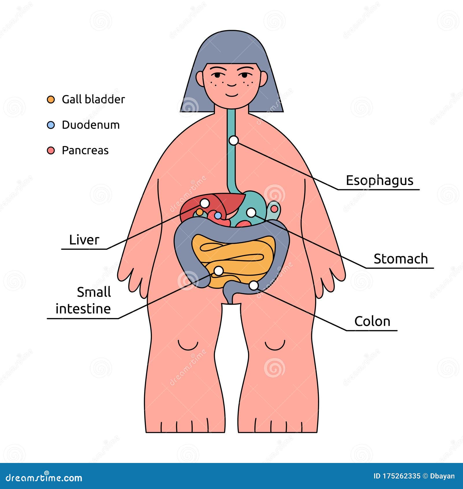 人体结构信息图具有器官名称的消化系统向量例证 插画包括有背包 线路 女性 女主持人 食道 人体结构信息图具有器官名称的消化系统向量例证 插画包括有背包 线路 女性 女主持人 食道