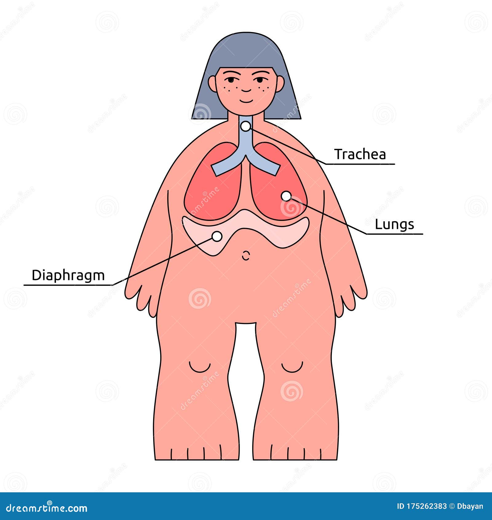 人体结构信息图呼吸系统 器官名称向量例证 插画包括有人力 女性 女主持人 膜片 结构 人体结构信息图呼吸系统 器官名称向量例证 插画包括有人力 女性 女主持人 膜片 结构