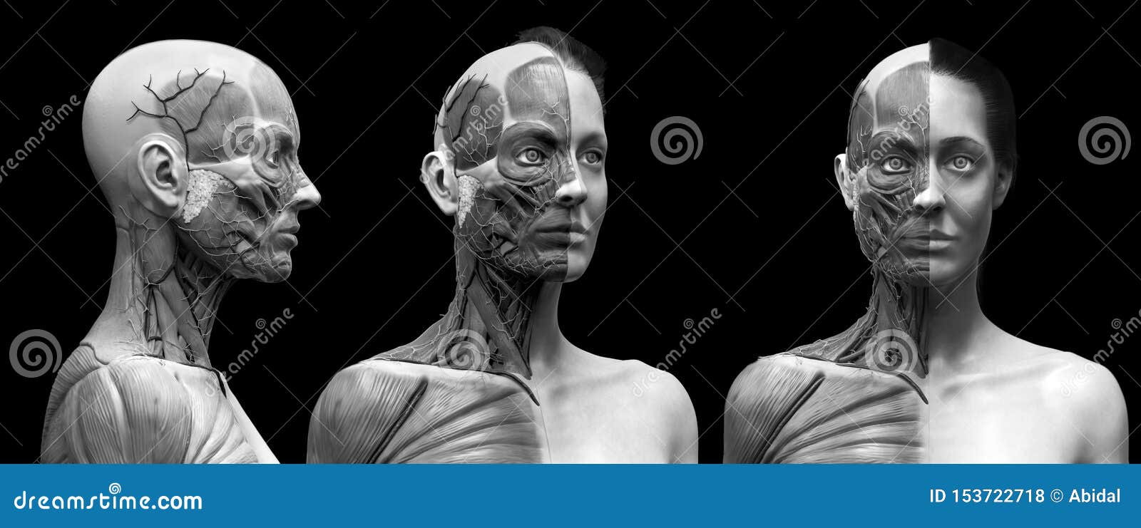 人体解剖学女性的肌肉结构库存例证 插画包括有 人体解剖学女性的肌肉结构库存例证 插画包括有
