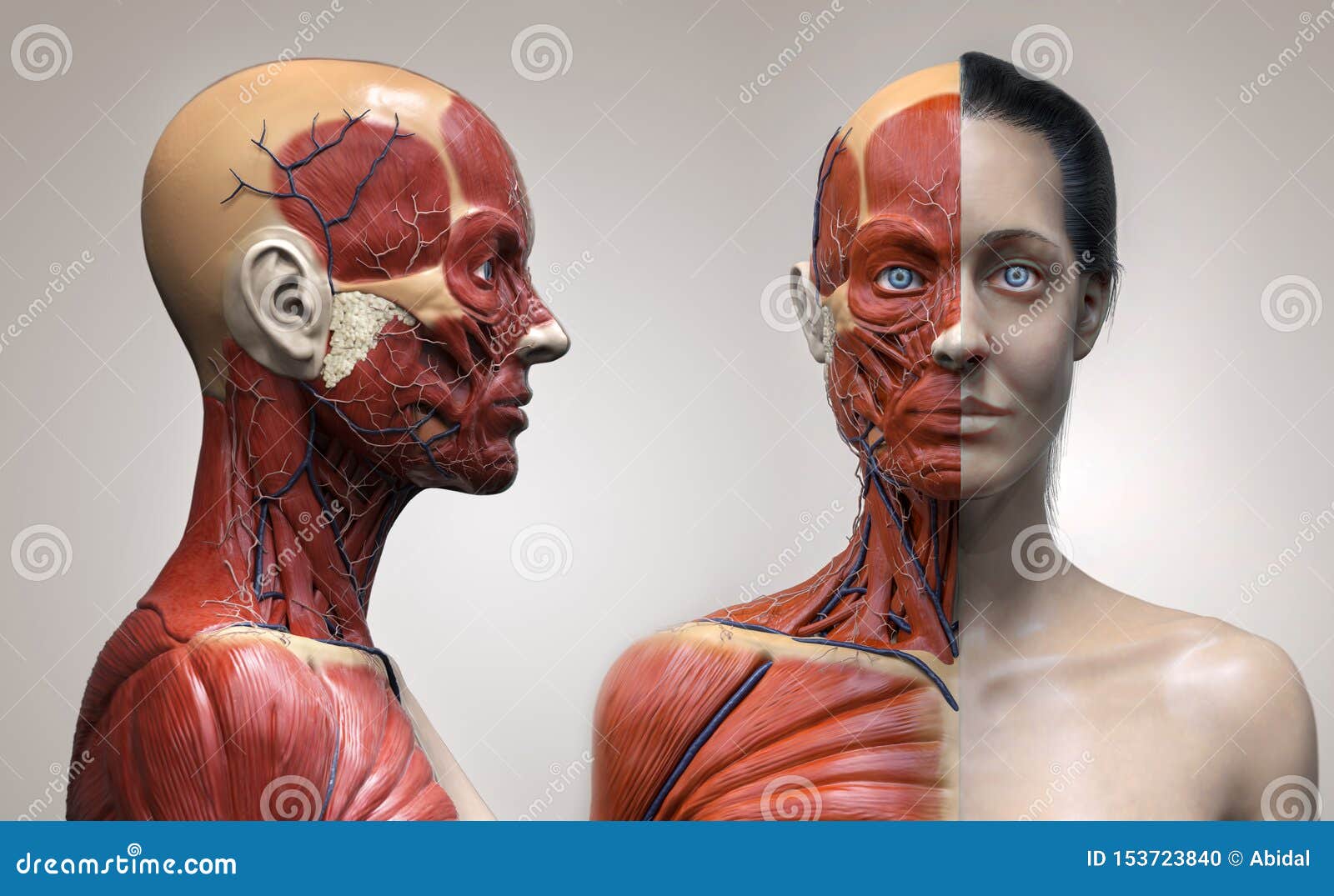 人体解剖学女性的肌肉结构库存例证 插画包括有人体解剖学女性的肌肉结构 人体解剖学女性的肌肉结构库存例证 插画包括有人体解剖学女性的肌肉结构