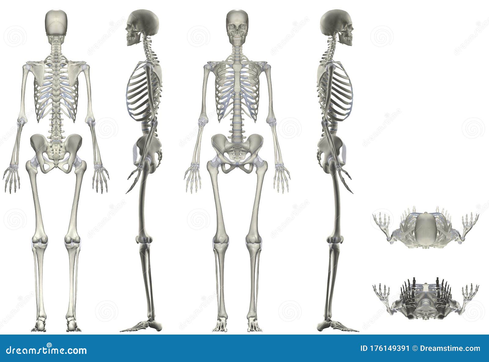 人体解剖学女性骨架多角度库存图片 插画包括有瓶颈 人力 女主持人 男性 顶层 设计 系统