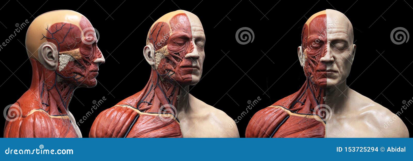 人体解剖学男性的肌肉结构库存例证 插画包括有