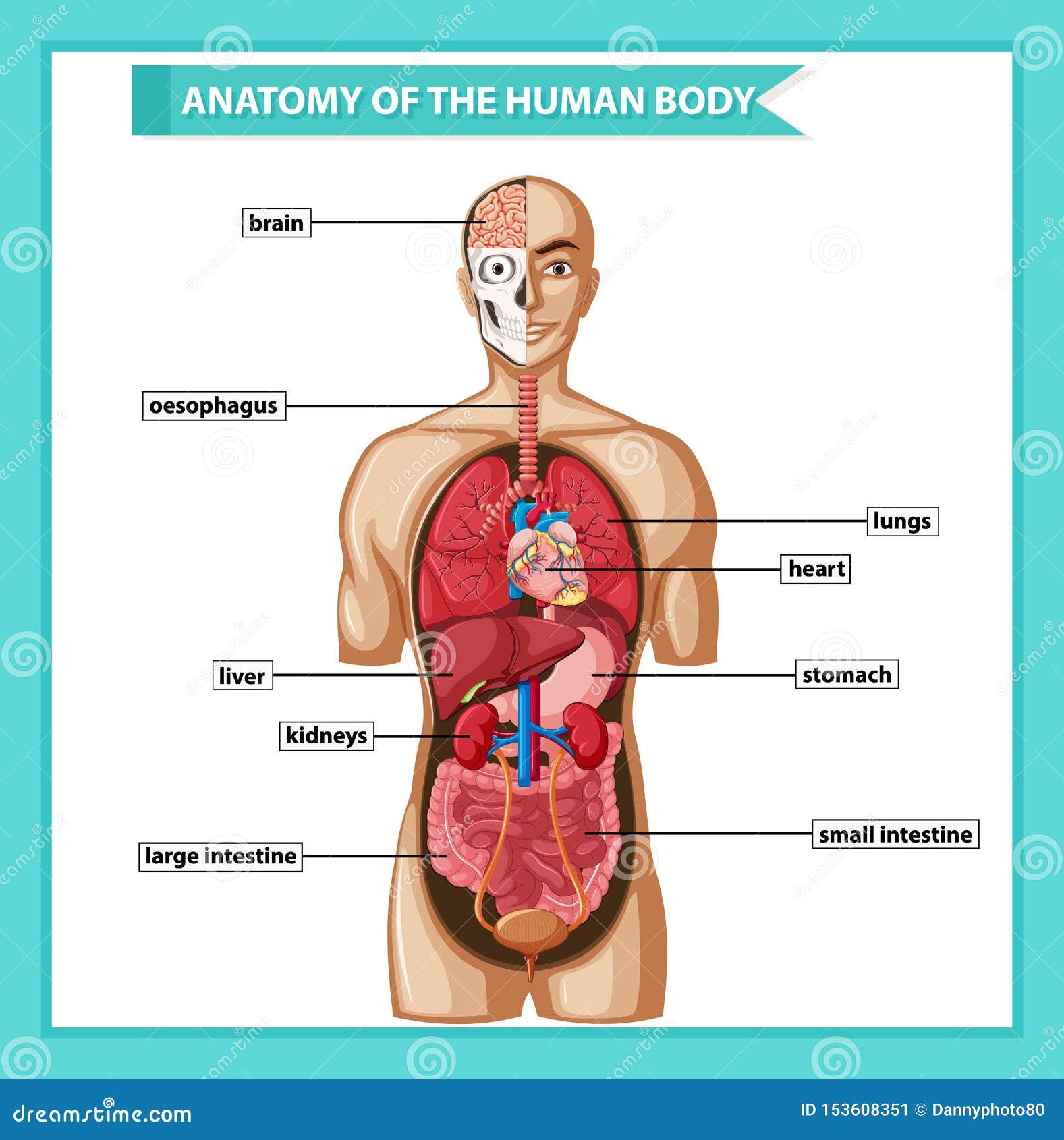 人体解剖学的科学医疗例证向量例证 插画包括有