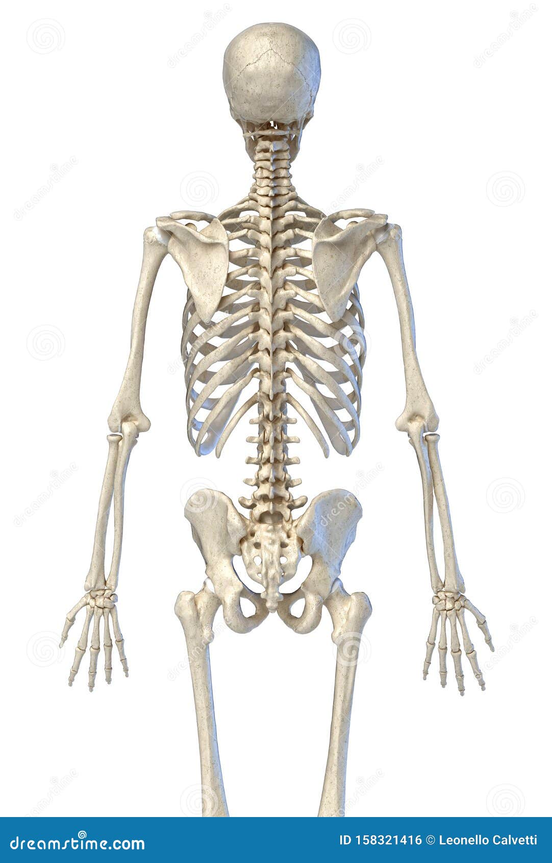 人体解剖学 从背部看骨架库存例证 插画包括有